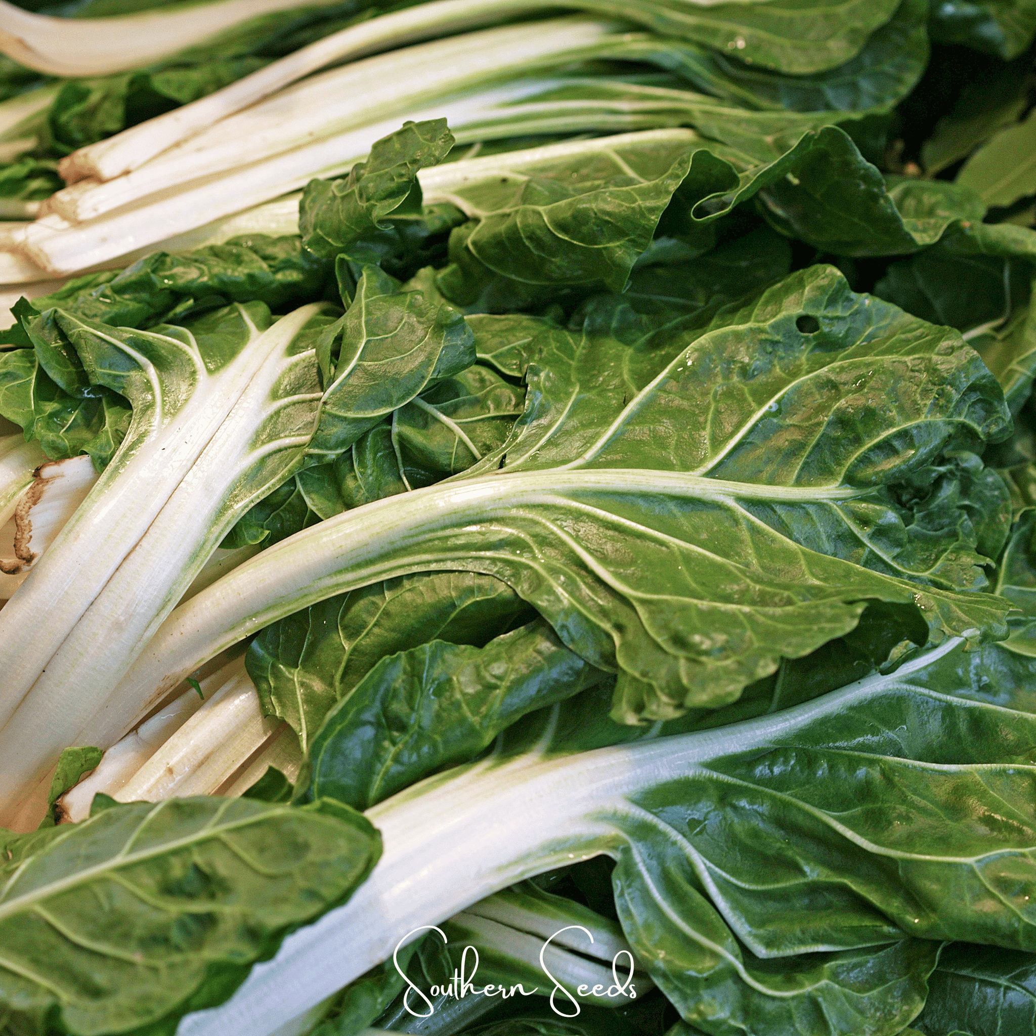 Lucullus Swiss Chard – 100 Seeds Southern Seeds