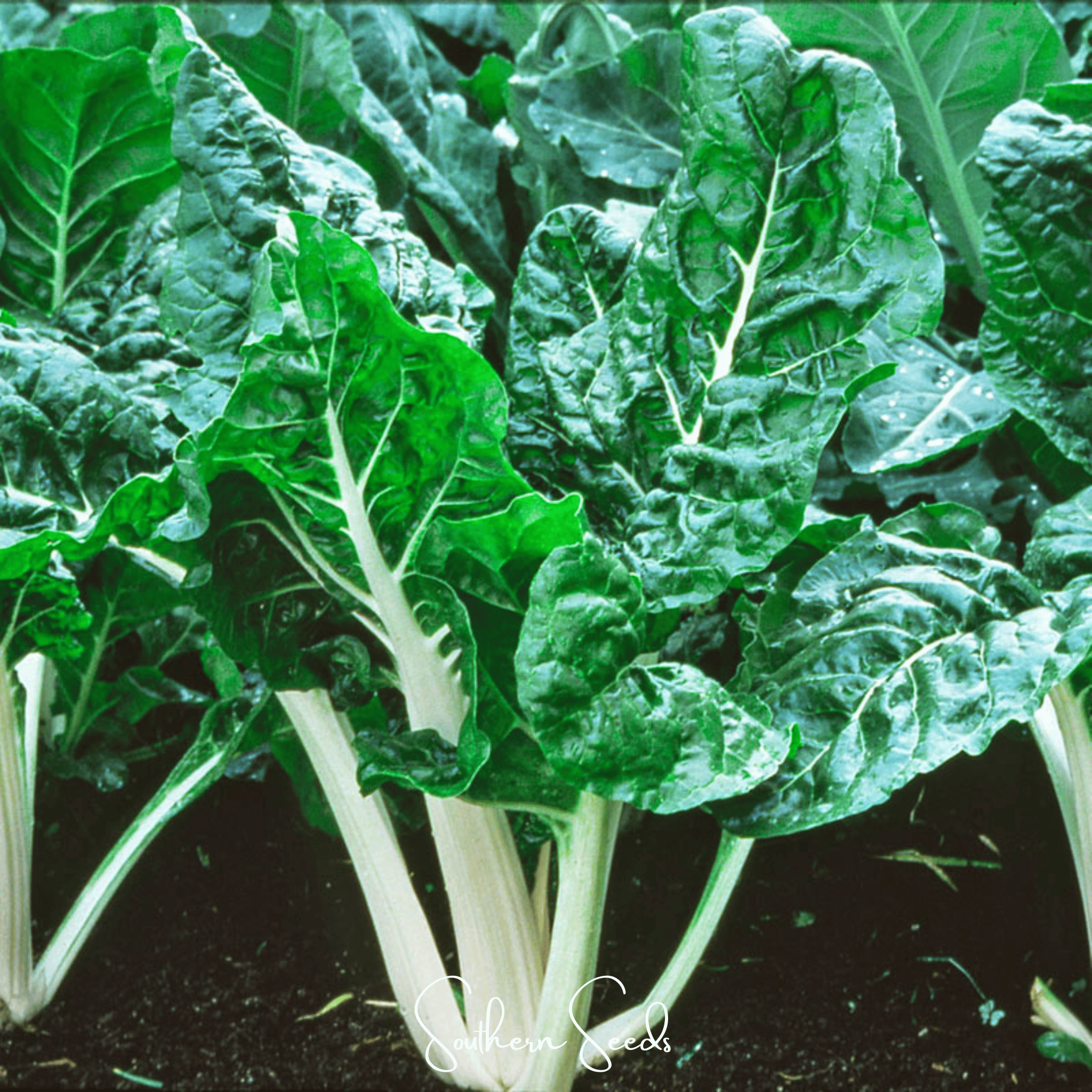 Lucullus Swiss Chard – 100 Seeds Southern Seeds