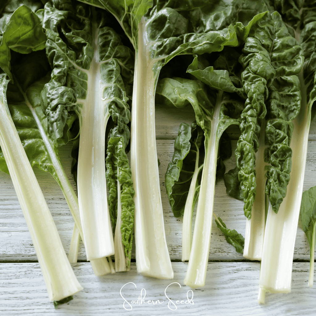 Lucullus Swiss Chard – 100 Seeds Southern Seeds