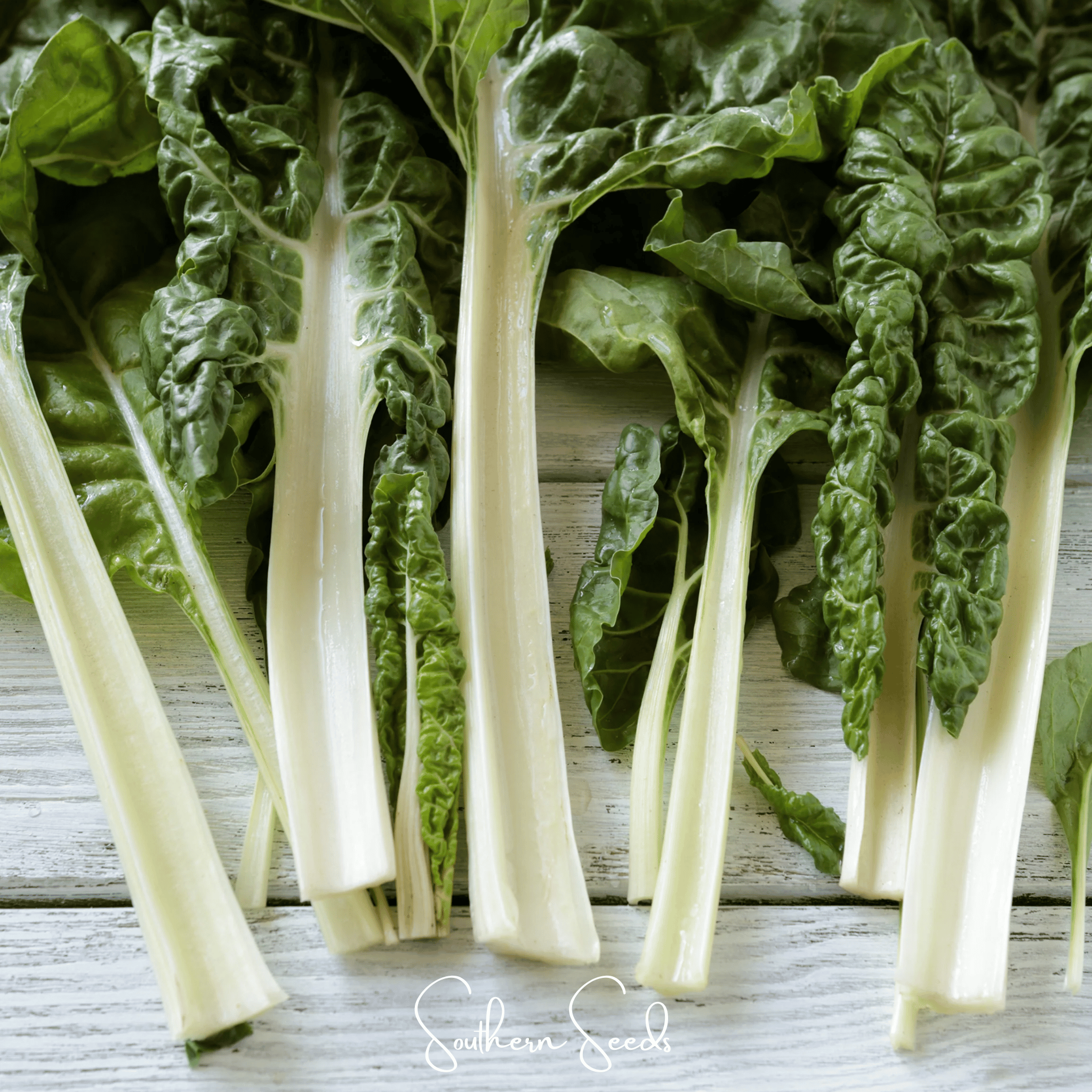Lucullus Swiss Chard – 100 Seeds Southern Seeds