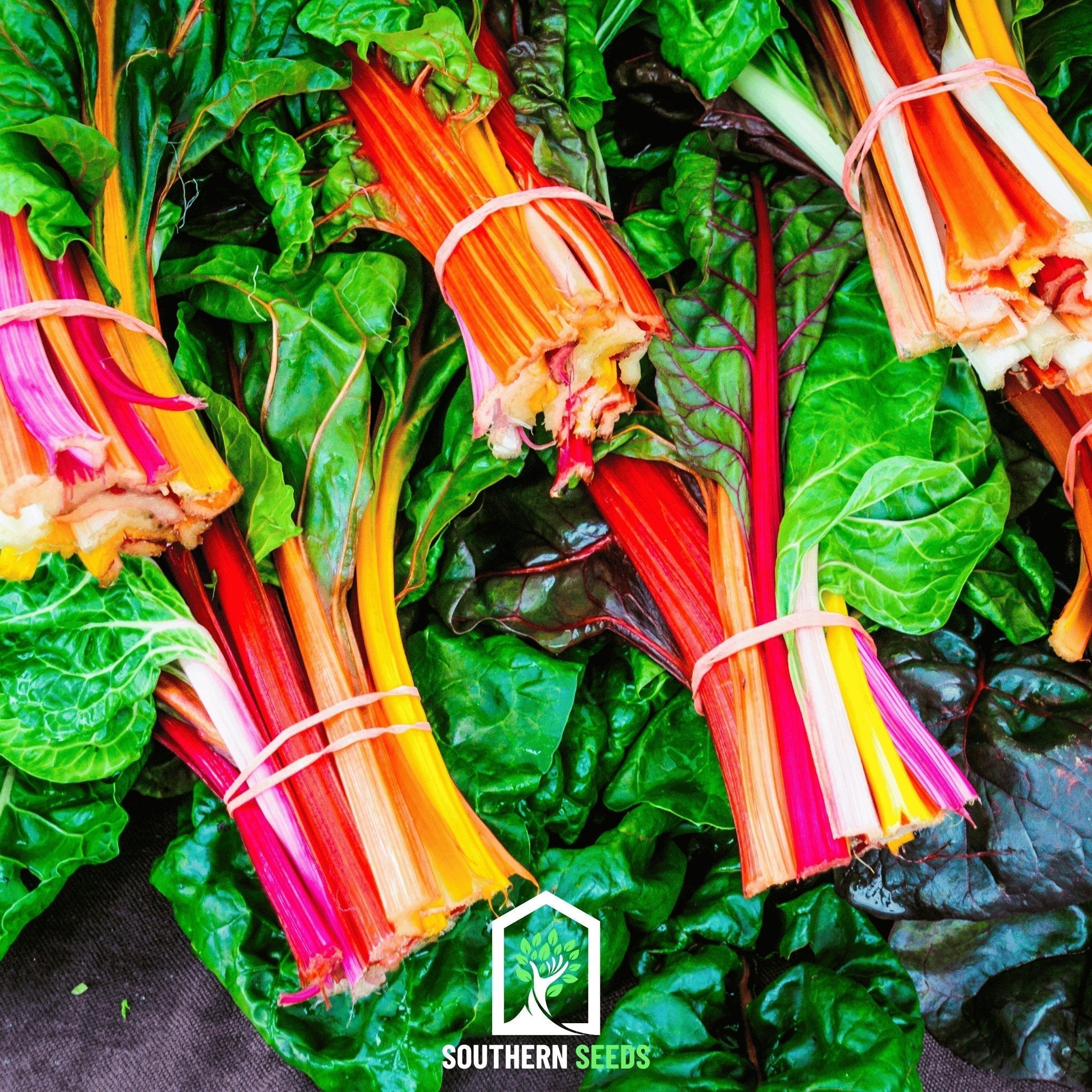 Rainbow Swiss Chard – 150 Seeds Southern Seeds
