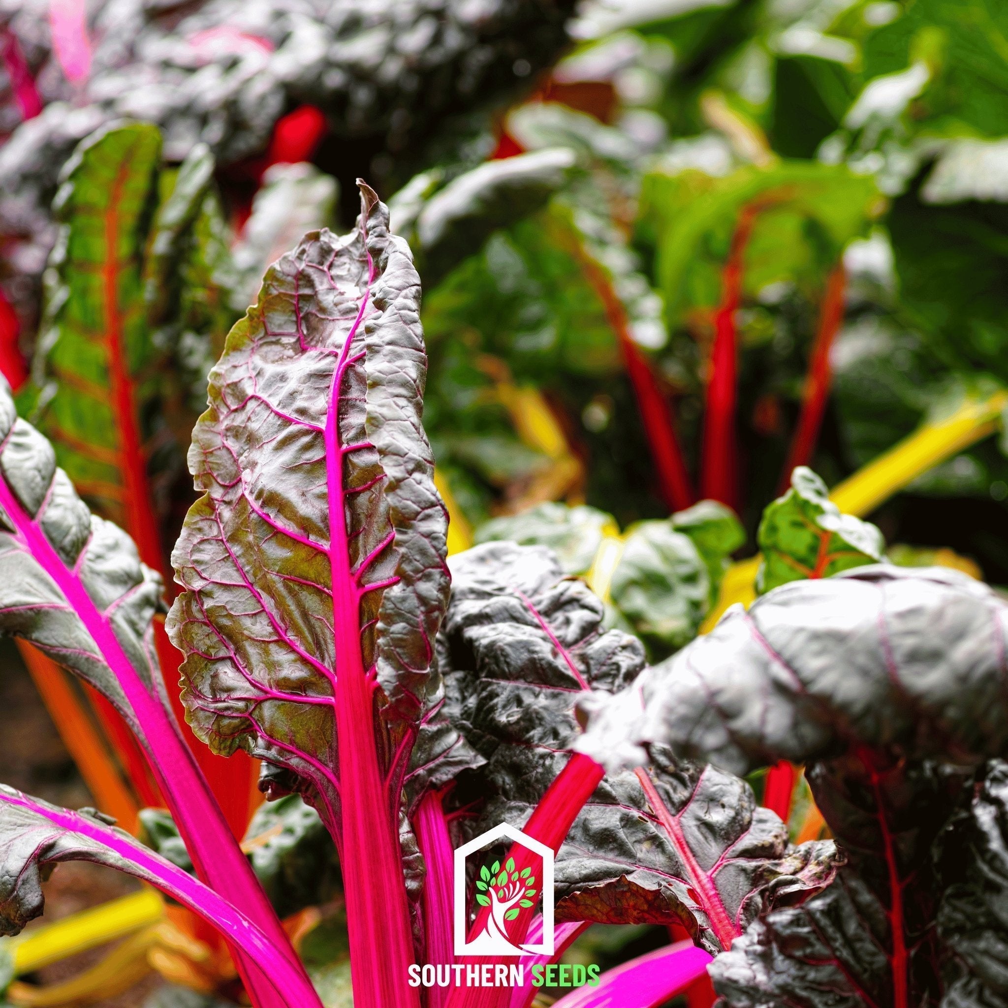 Rainbow Swiss Chard – 150 Seeds Southern Seeds