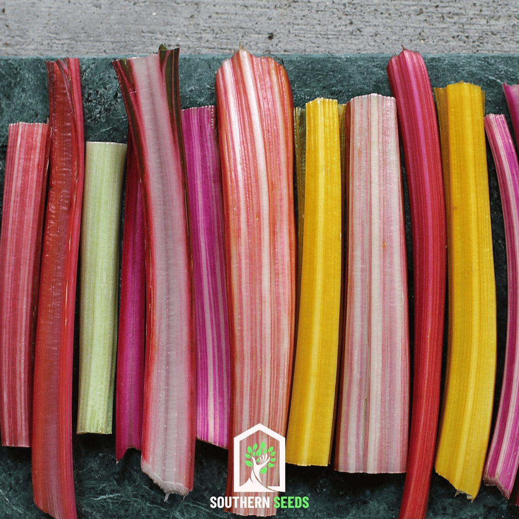 Rainbow Swiss Chard – 150 Seeds Southern Seeds