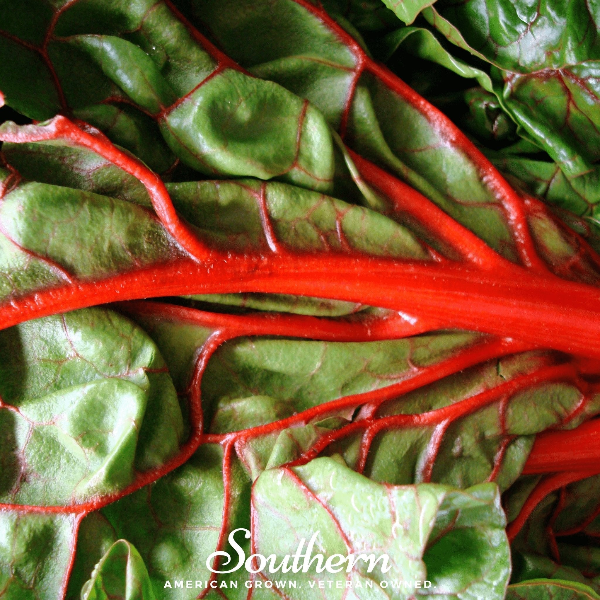 Ruby Red Swiss Chard – 100 Seeds Southern Seeds