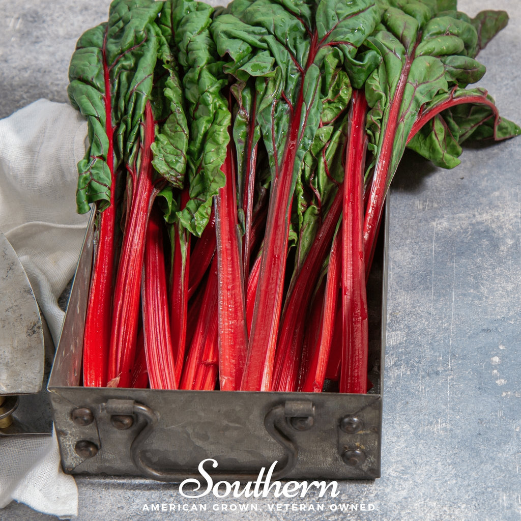 Ruby Red Swiss Chard – 100 Seeds Southern Seeds