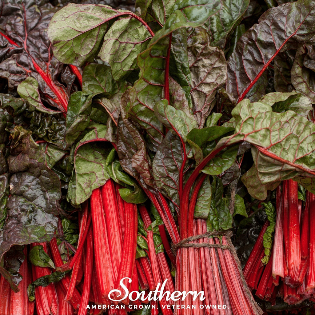 Ruby Red Swiss Chard – 100 Seeds Southern Seeds