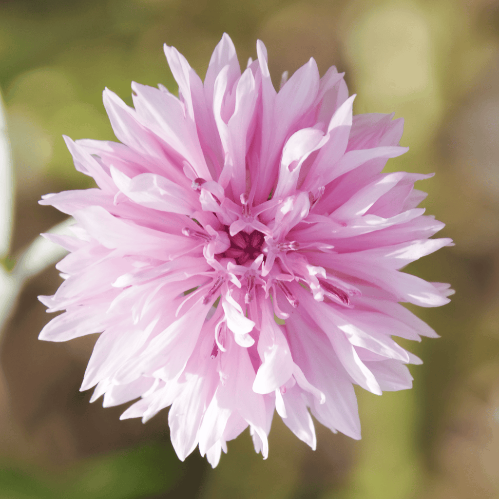 Tall Pink Cornflower - 100 Seeds Southern Seeds