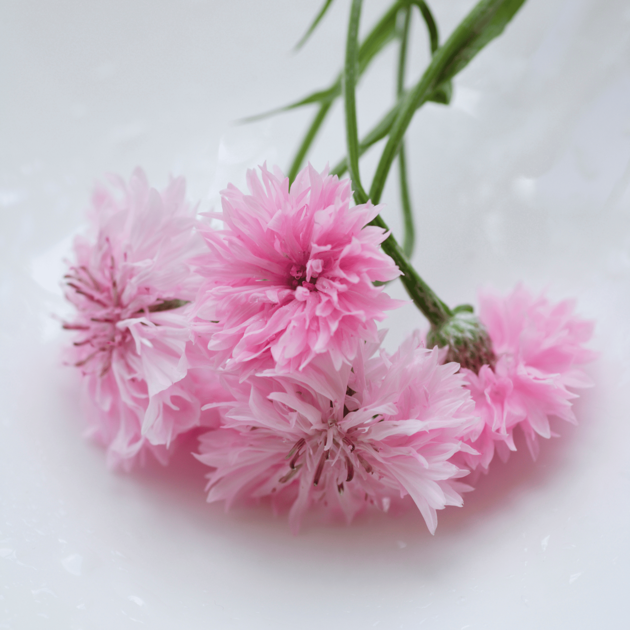 Tall Pink Cornflower - 100 Seeds Southern Seeds