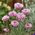 Tall Pink Cornflower - 100 Seeds Southern Seeds