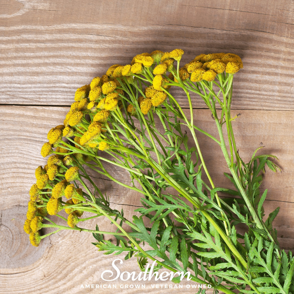 Tansy – 100 Seeds Southern Seeds