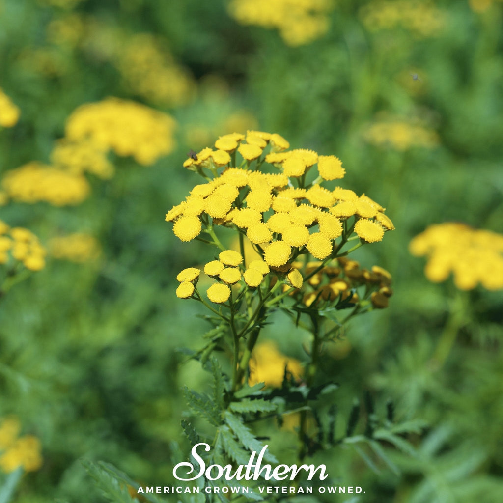 Tansy – 100 Seeds Southern Seeds