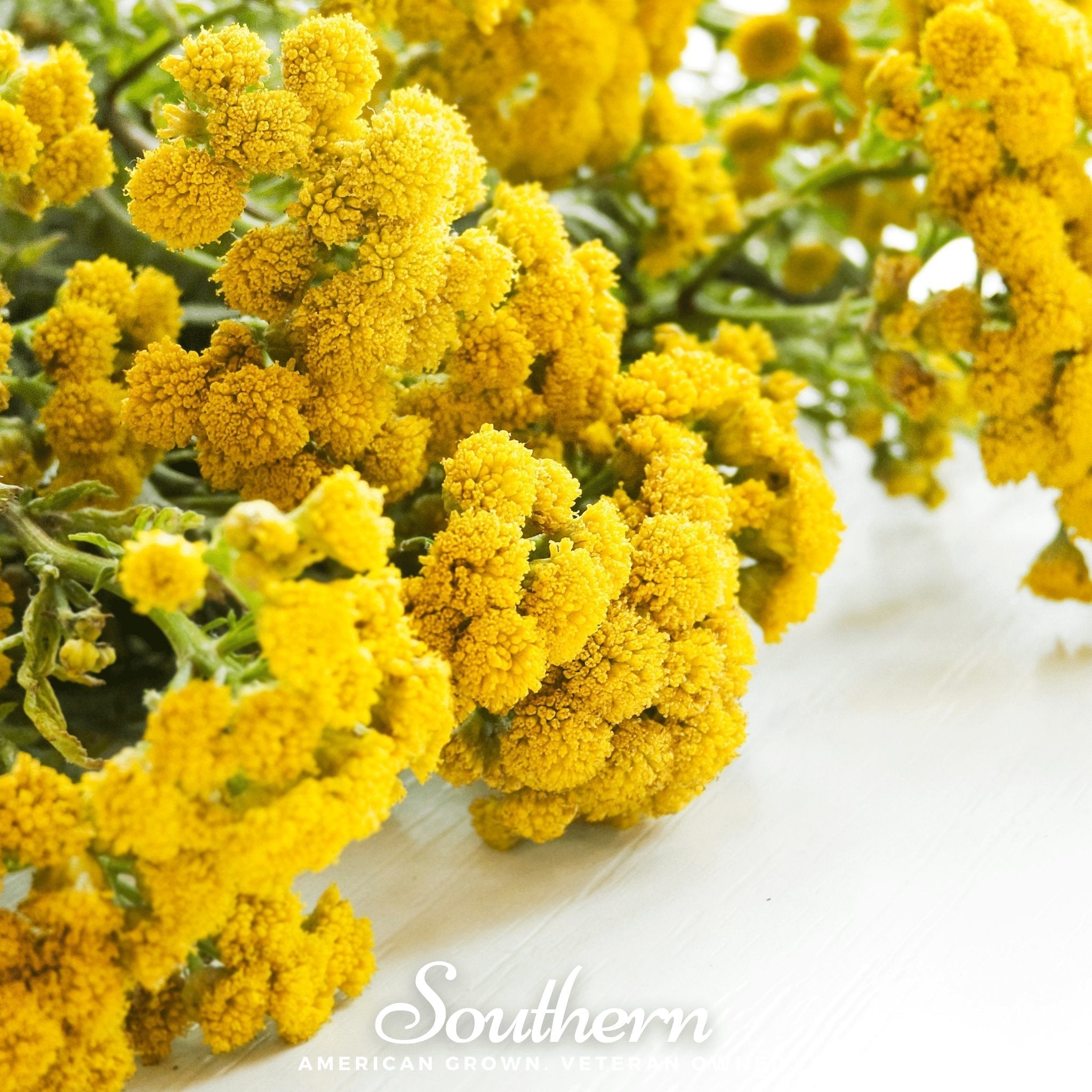 Tansy – 100 Seeds Southern Seeds