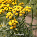 Tansy – 100 Seeds Southern Seeds