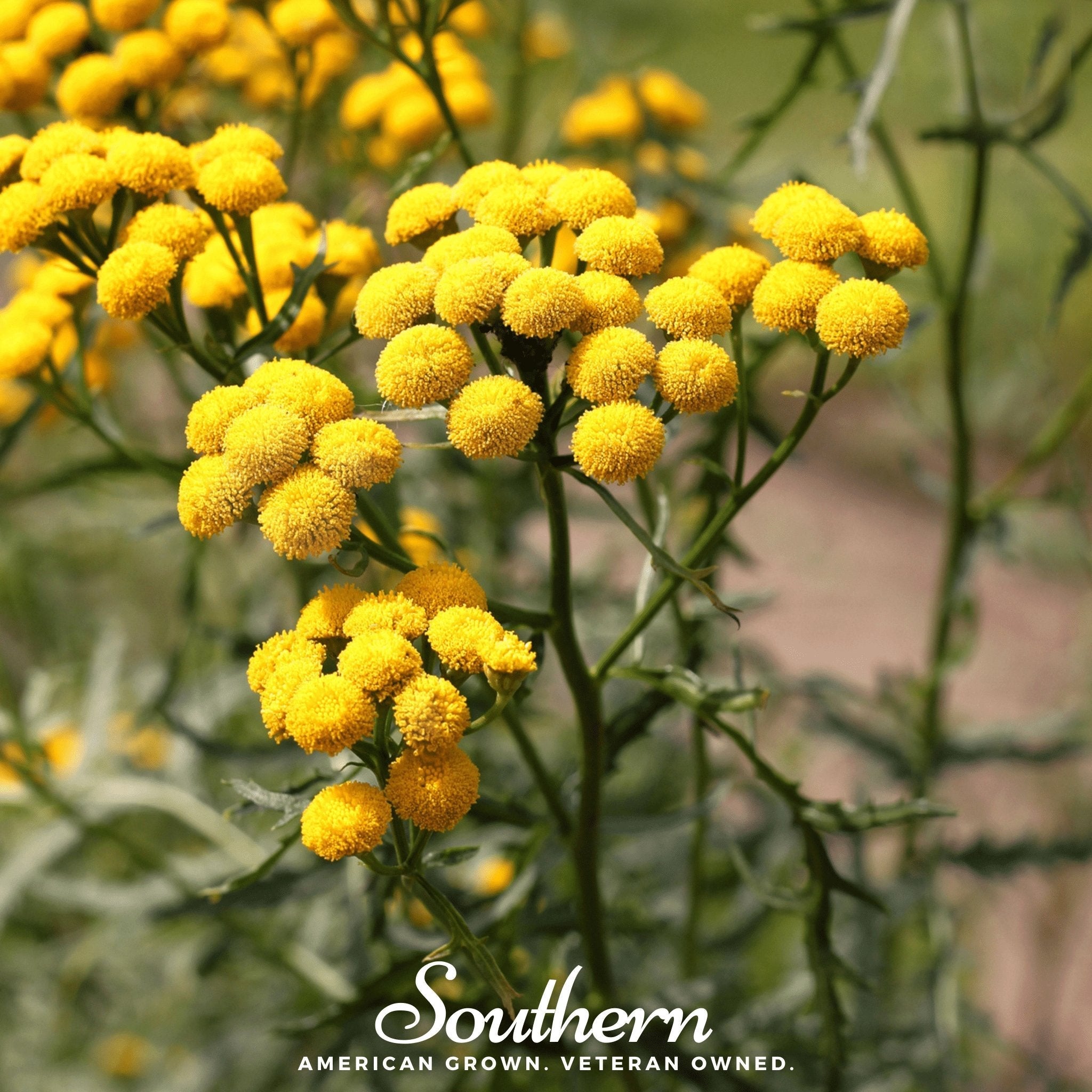 Tansy – 100 Seeds Southern Seeds
