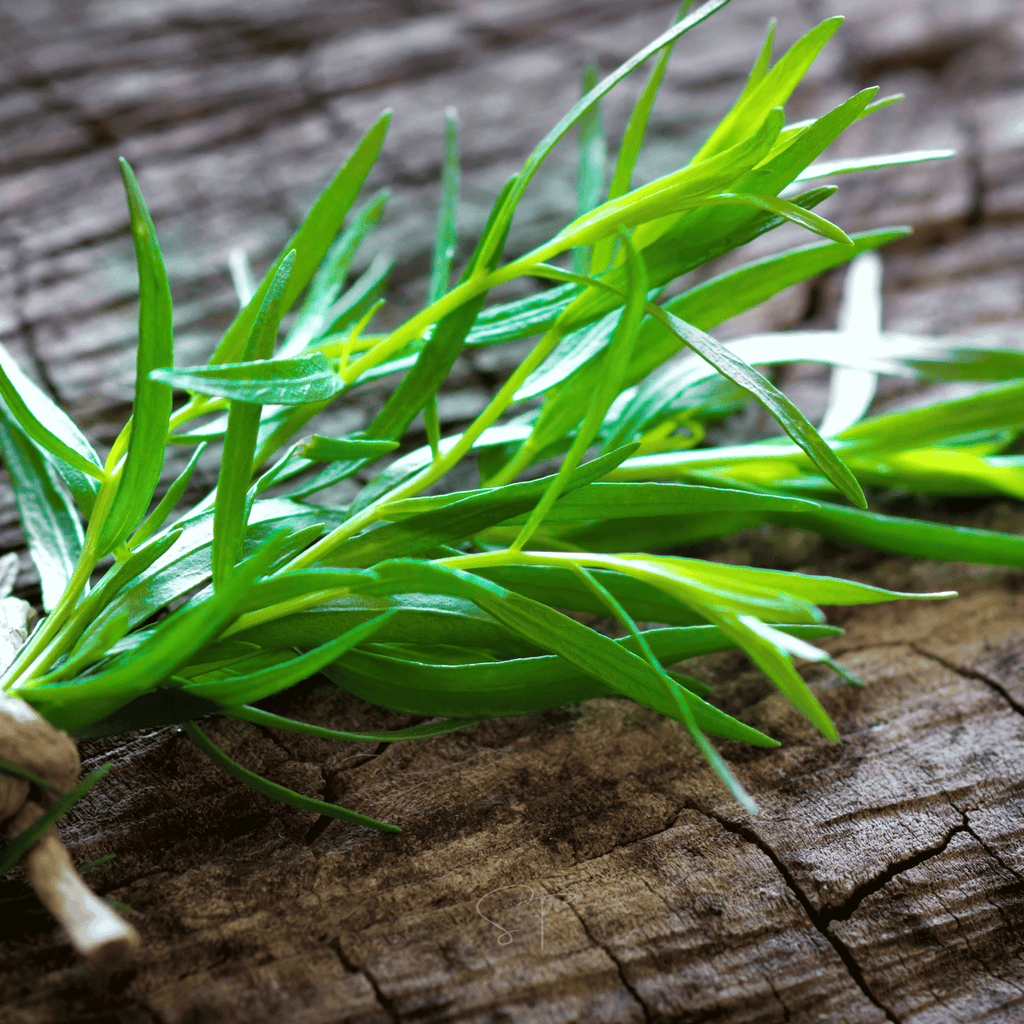 Tarragon – 300 Seeds Southern Seeds