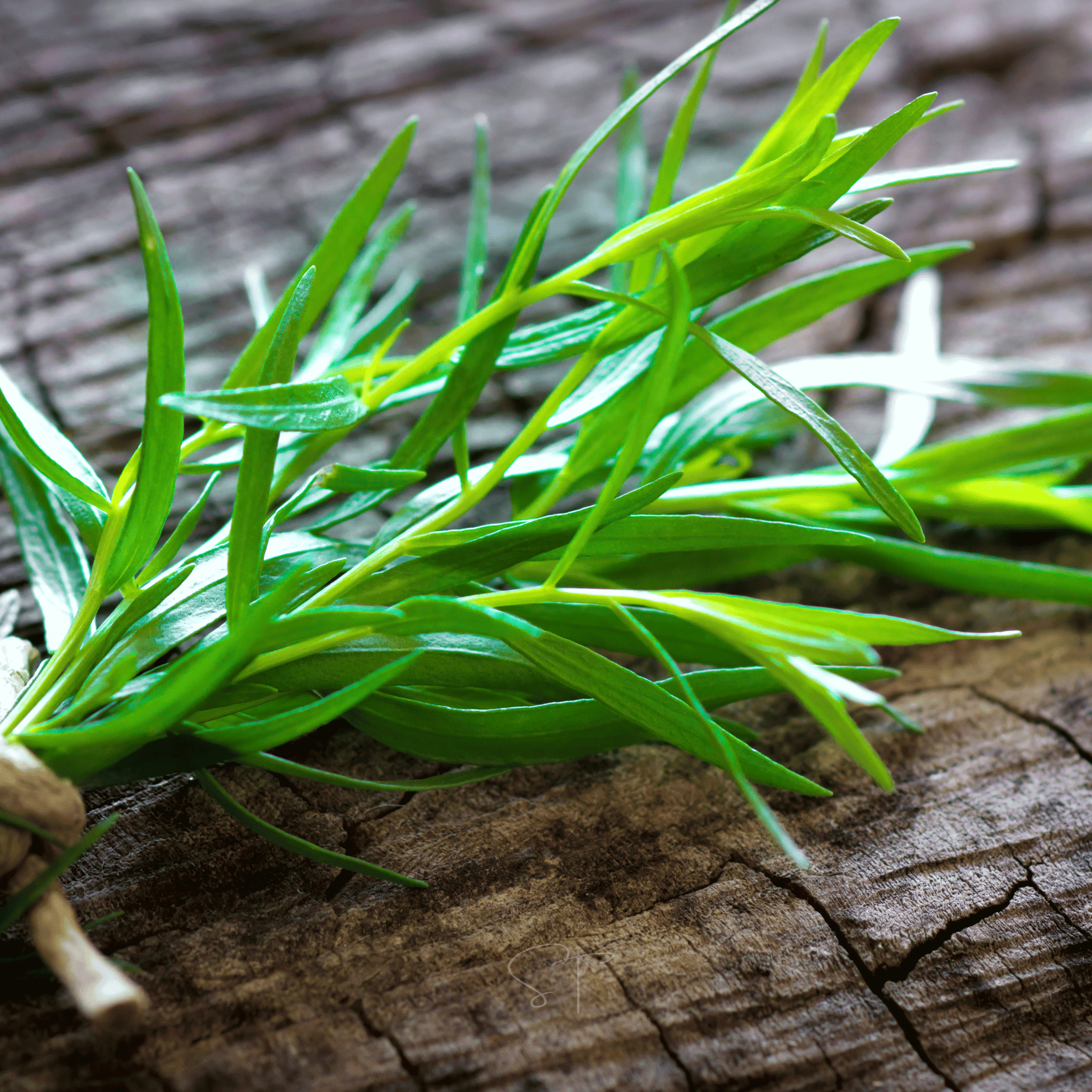 Tarragon – 300 Seeds Southern Seeds