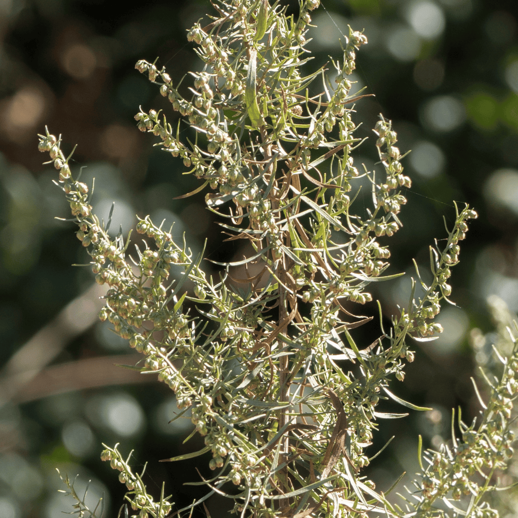 Tarragon – 300 Seeds Southern Seeds