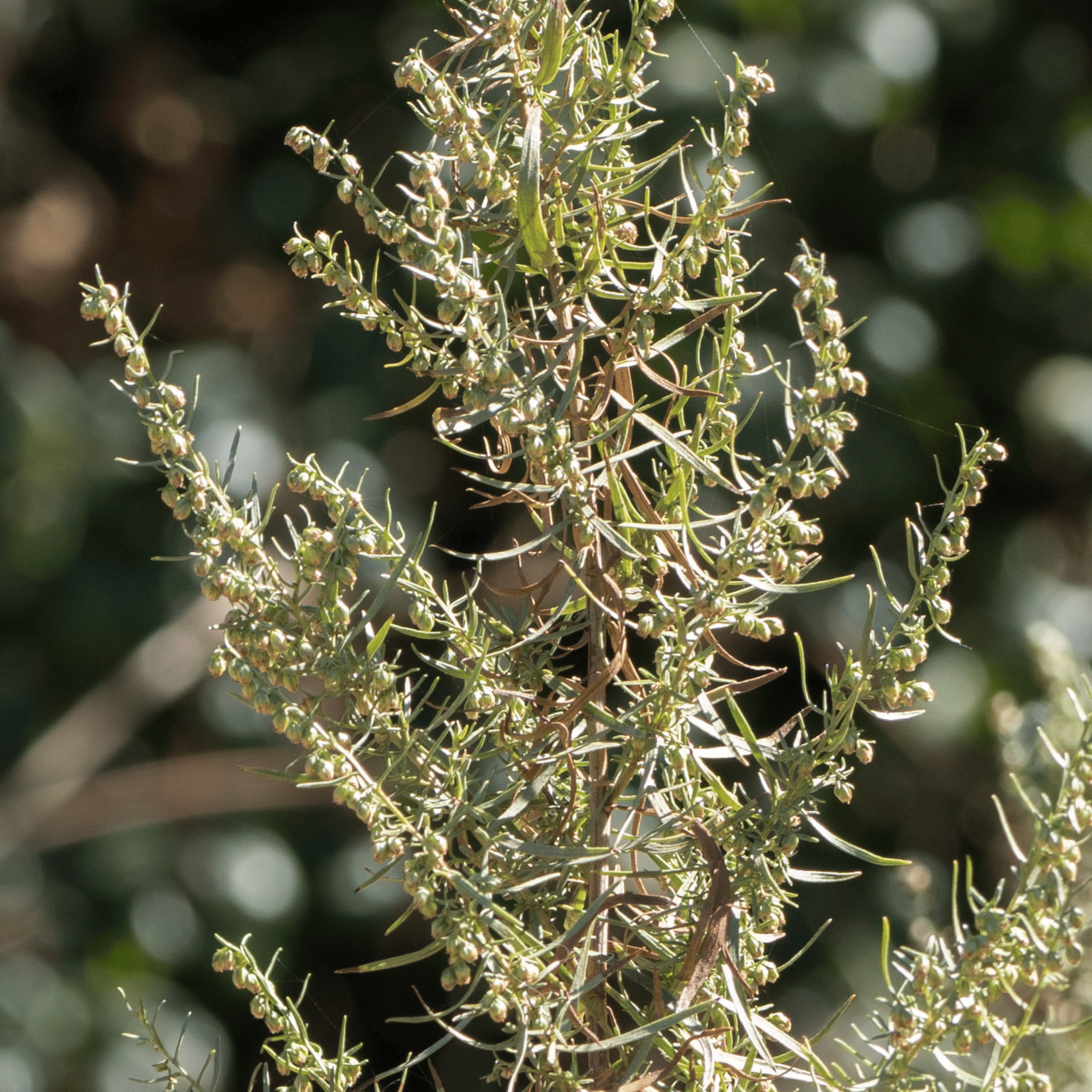 Tarragon – 300 Seeds Southern Seeds