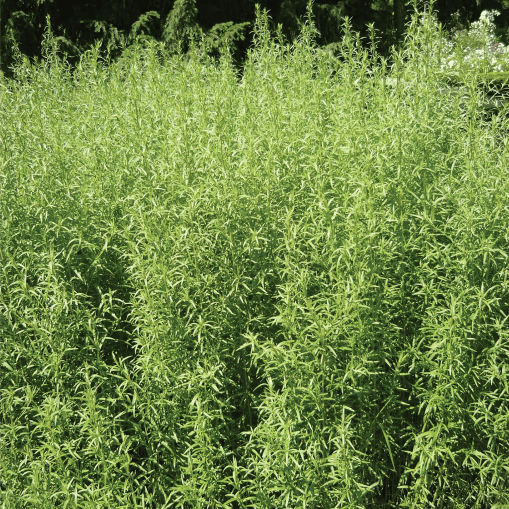 Tarragon – 300 Seeds Southern Seeds
