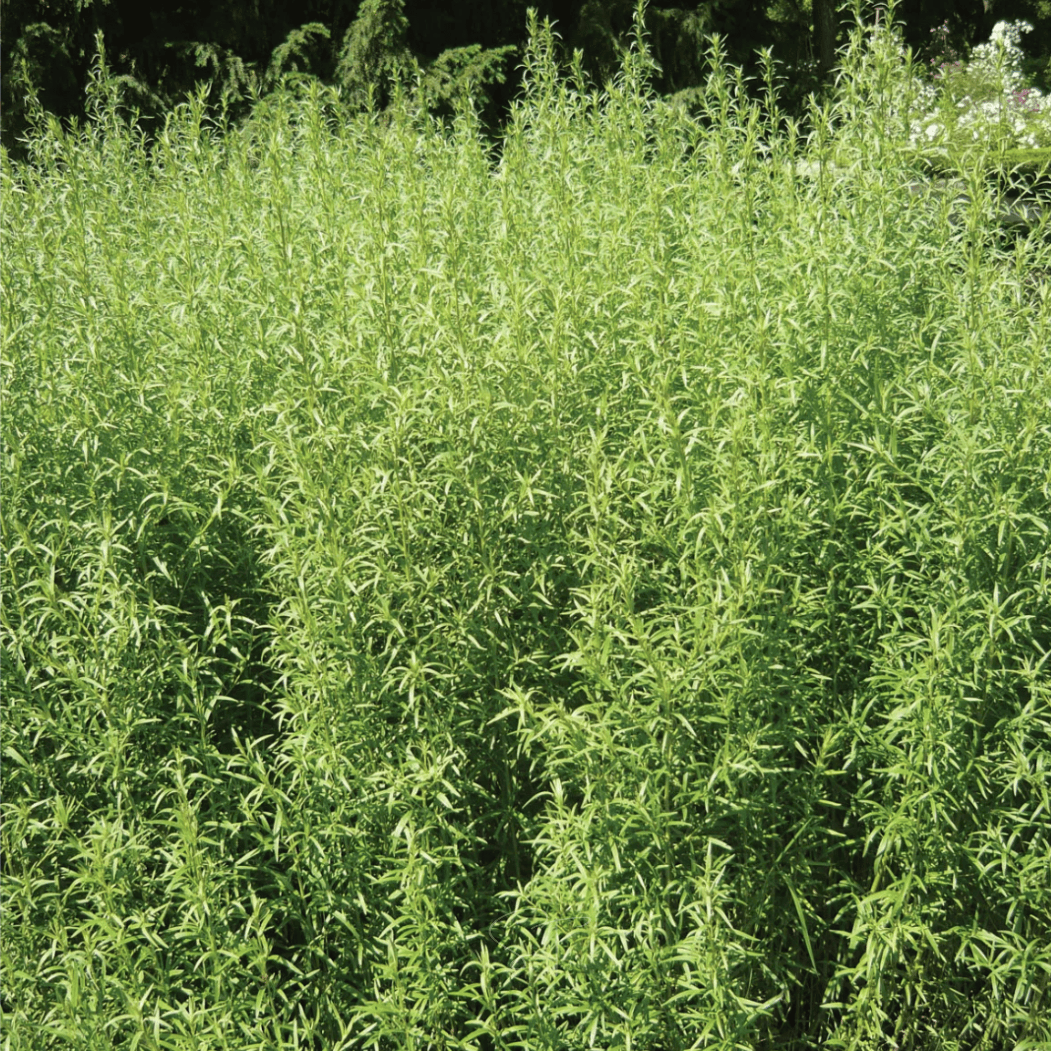 Tarragon – 300 Seeds Southern Seeds