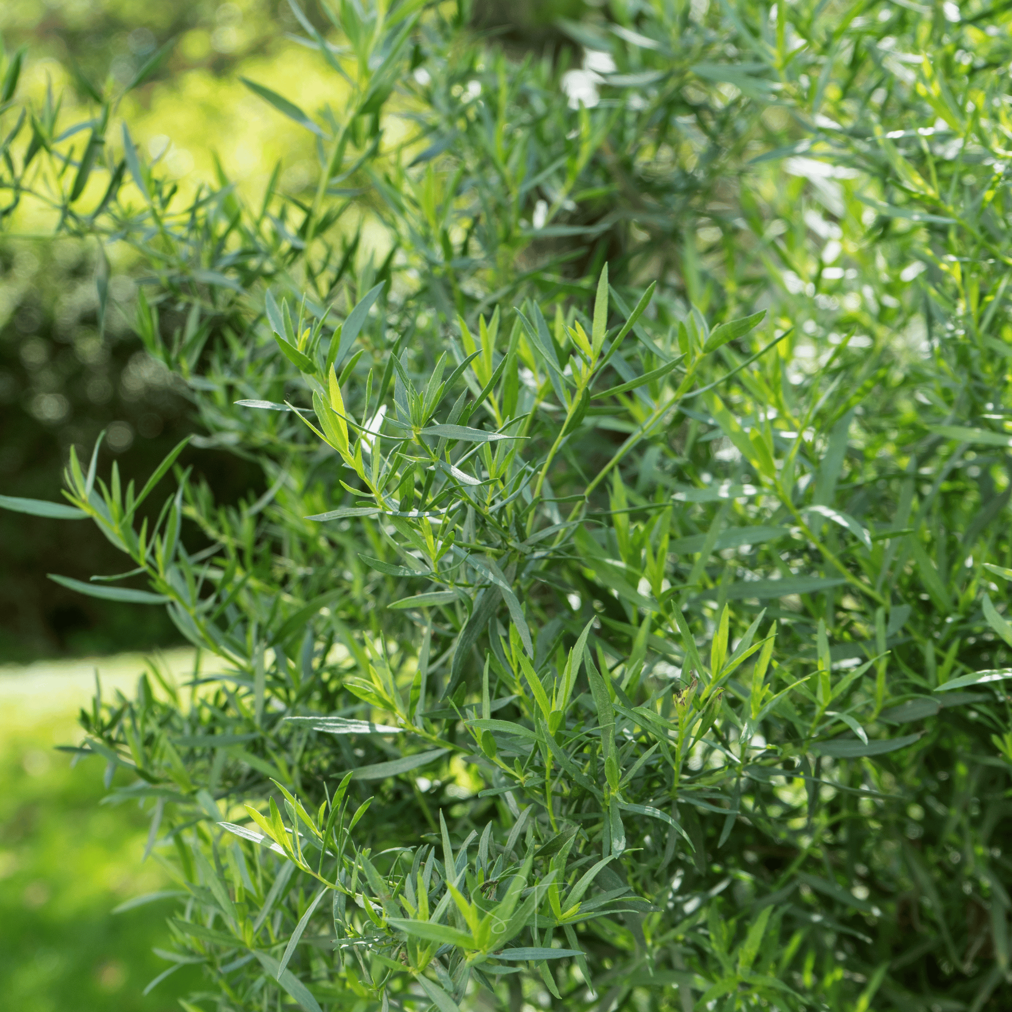 Tarragon – 300 Seeds Southern Seeds