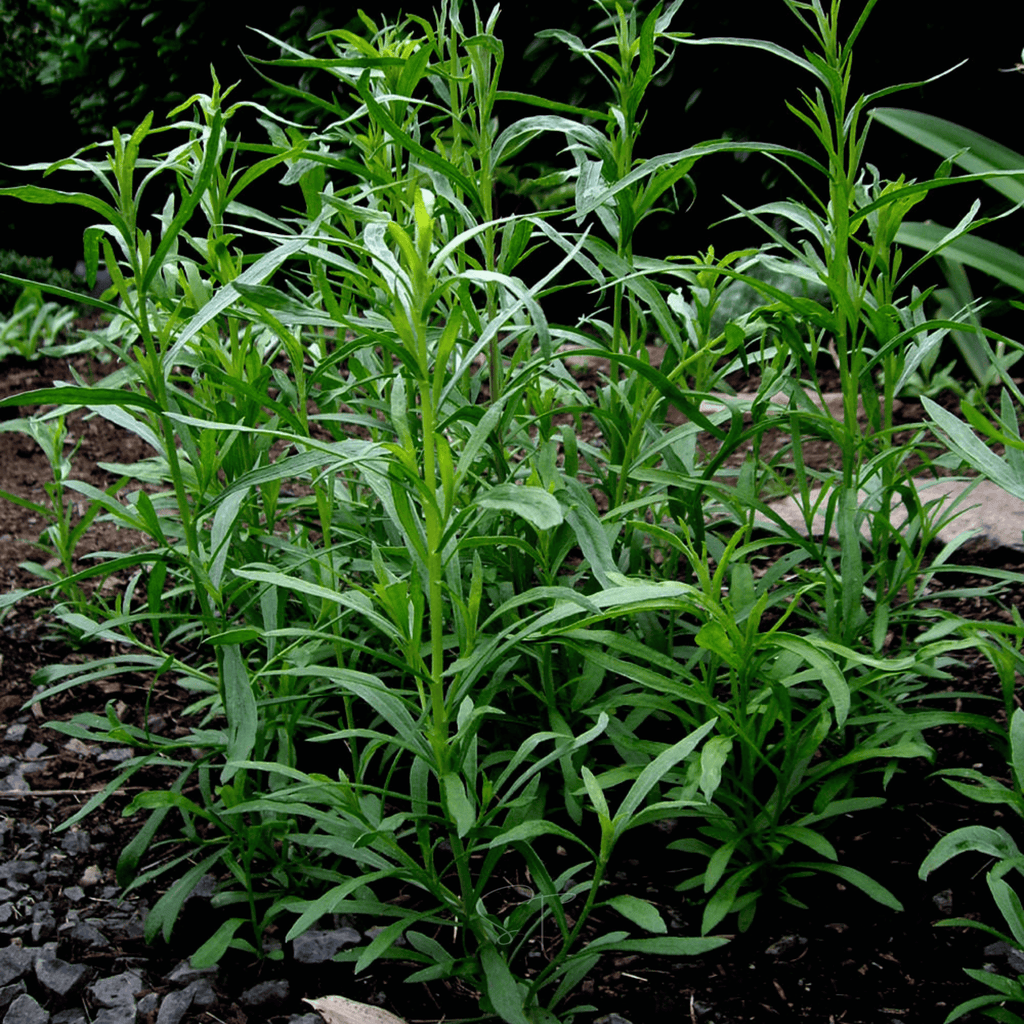 Tarragon – 300 Seeds Southern Seeds
