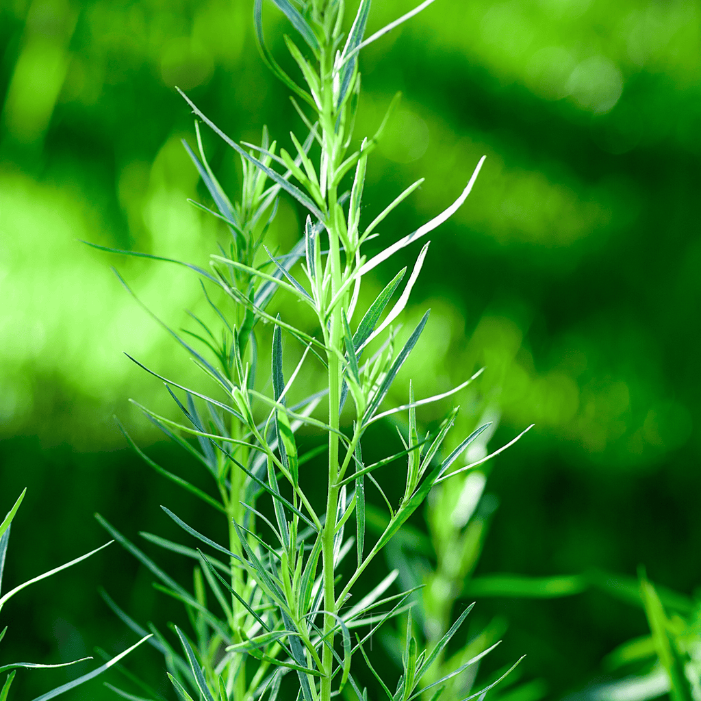 Tarragon – 300 Seeds Southern Seeds