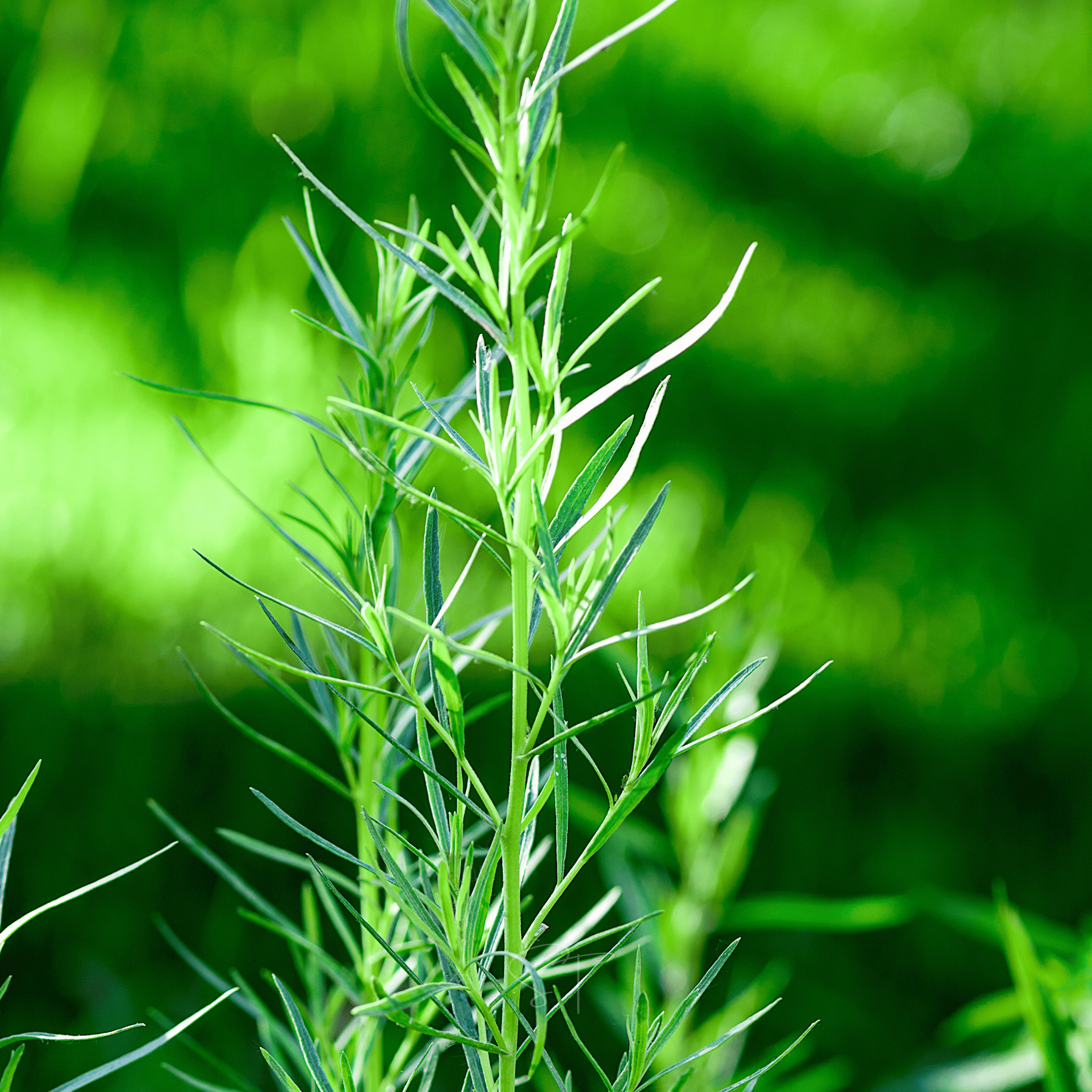 Tarragon – 300 Seeds Southern Seeds
