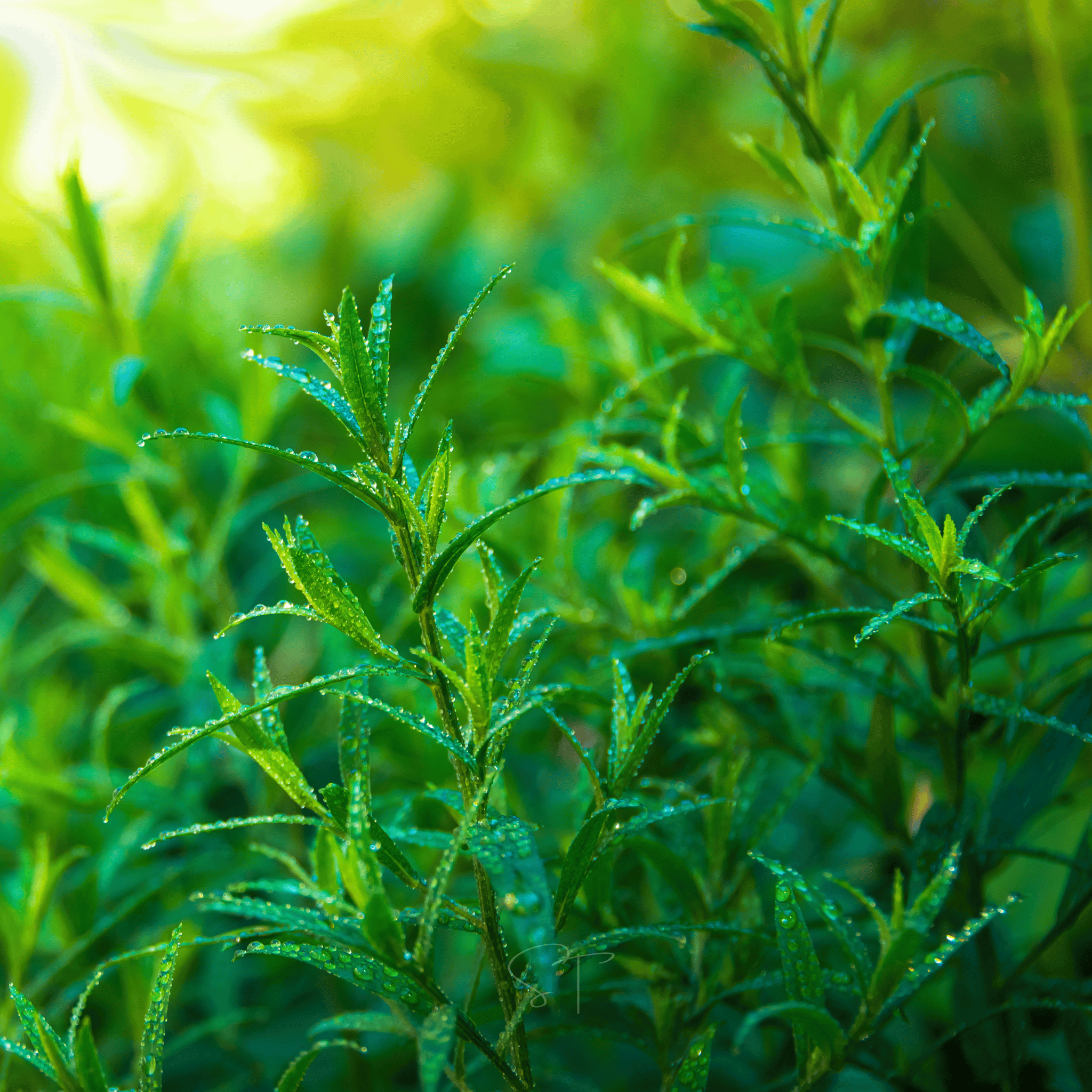 Tarragon – 300 Seeds Southern Seeds