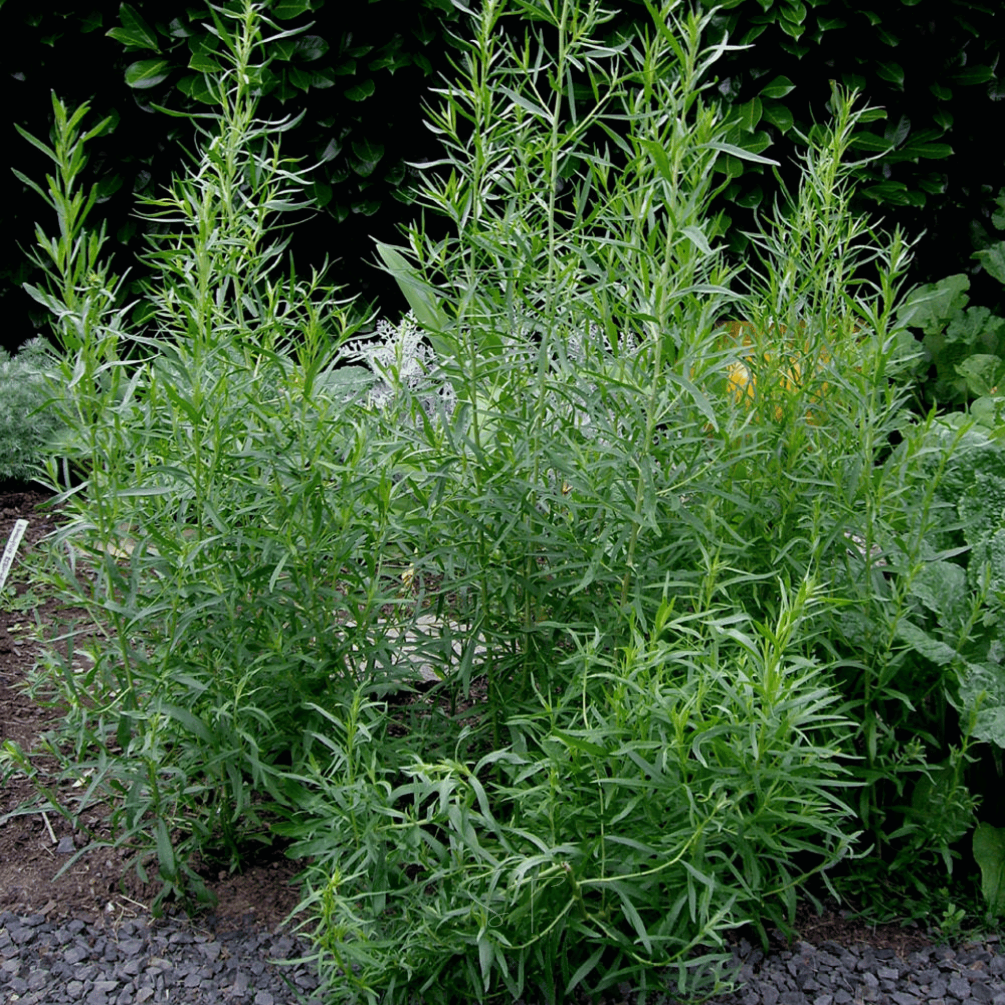 Tarragon – 300 Seeds Southern Seeds