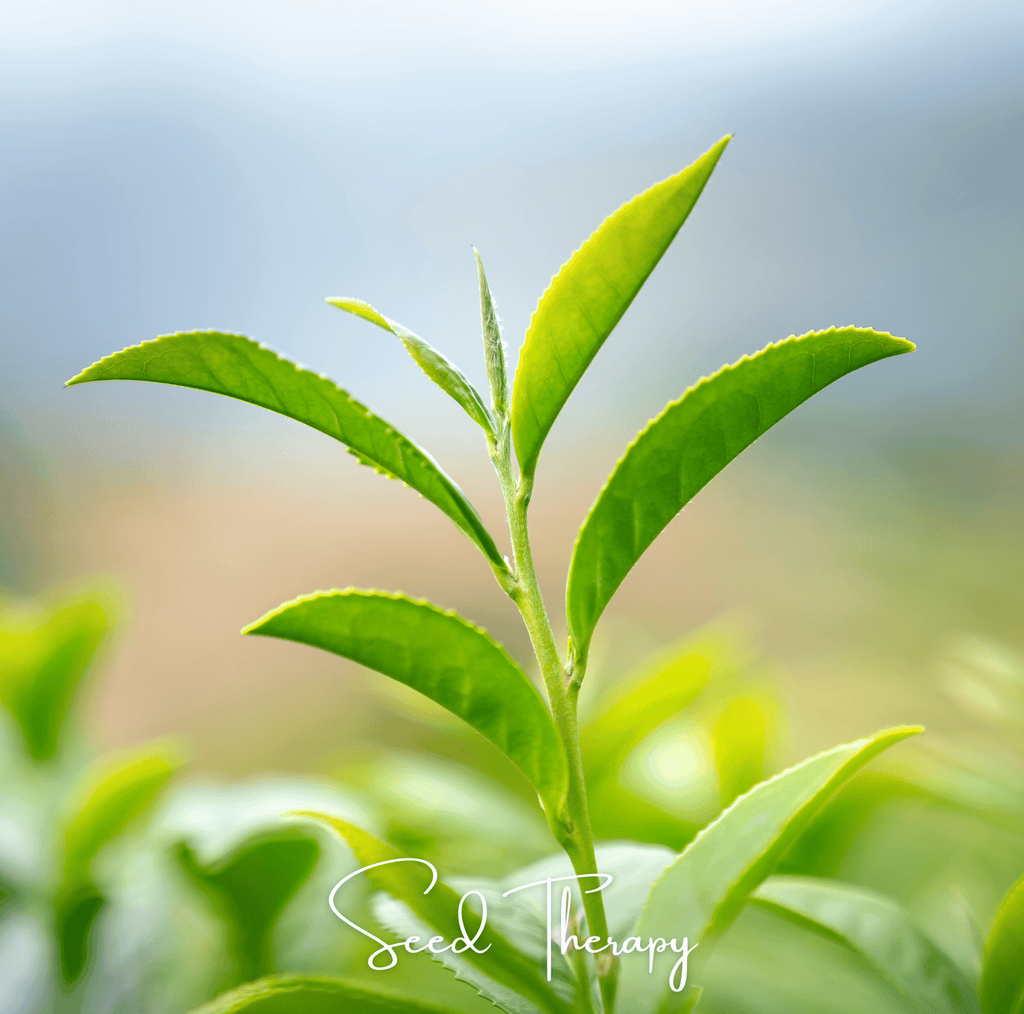 Tea Plant - 5 Seeds Southern Seeds