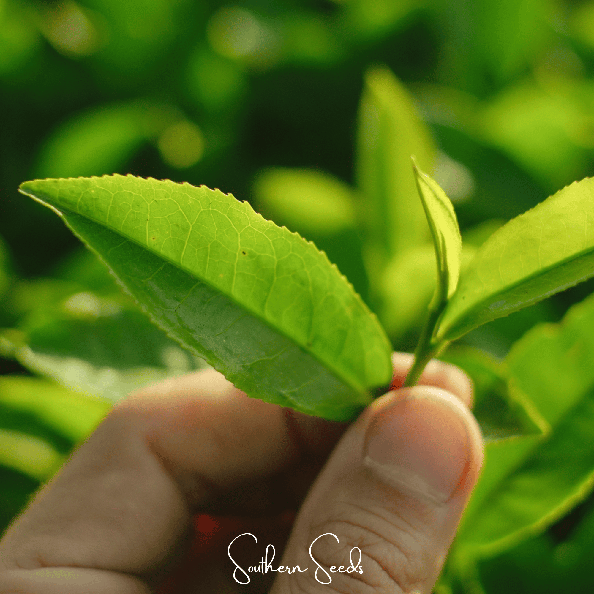 Tea Plant - 5 Seeds Southern Seeds