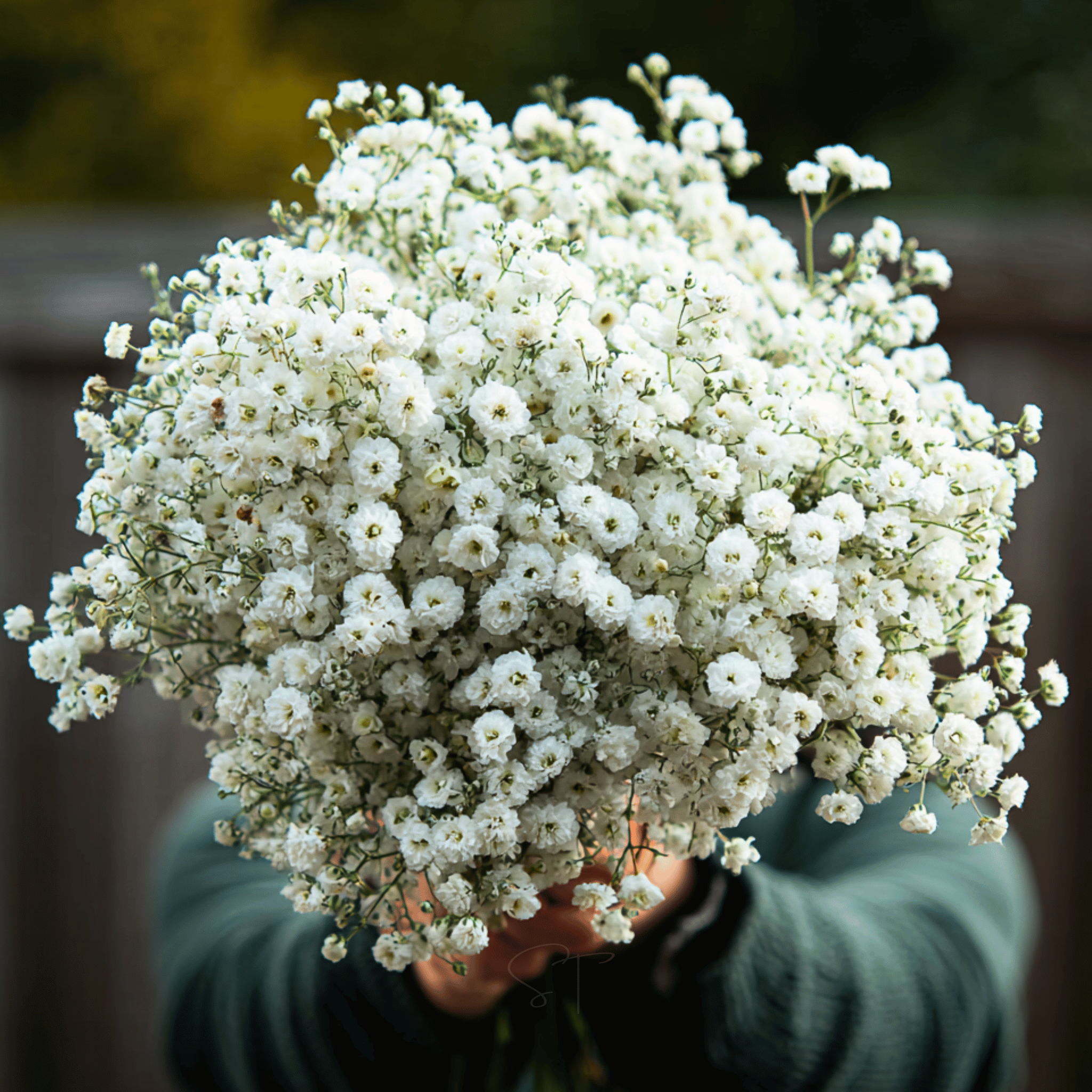 The Pearl Yarrow – 100 Seeds Southern Seeds