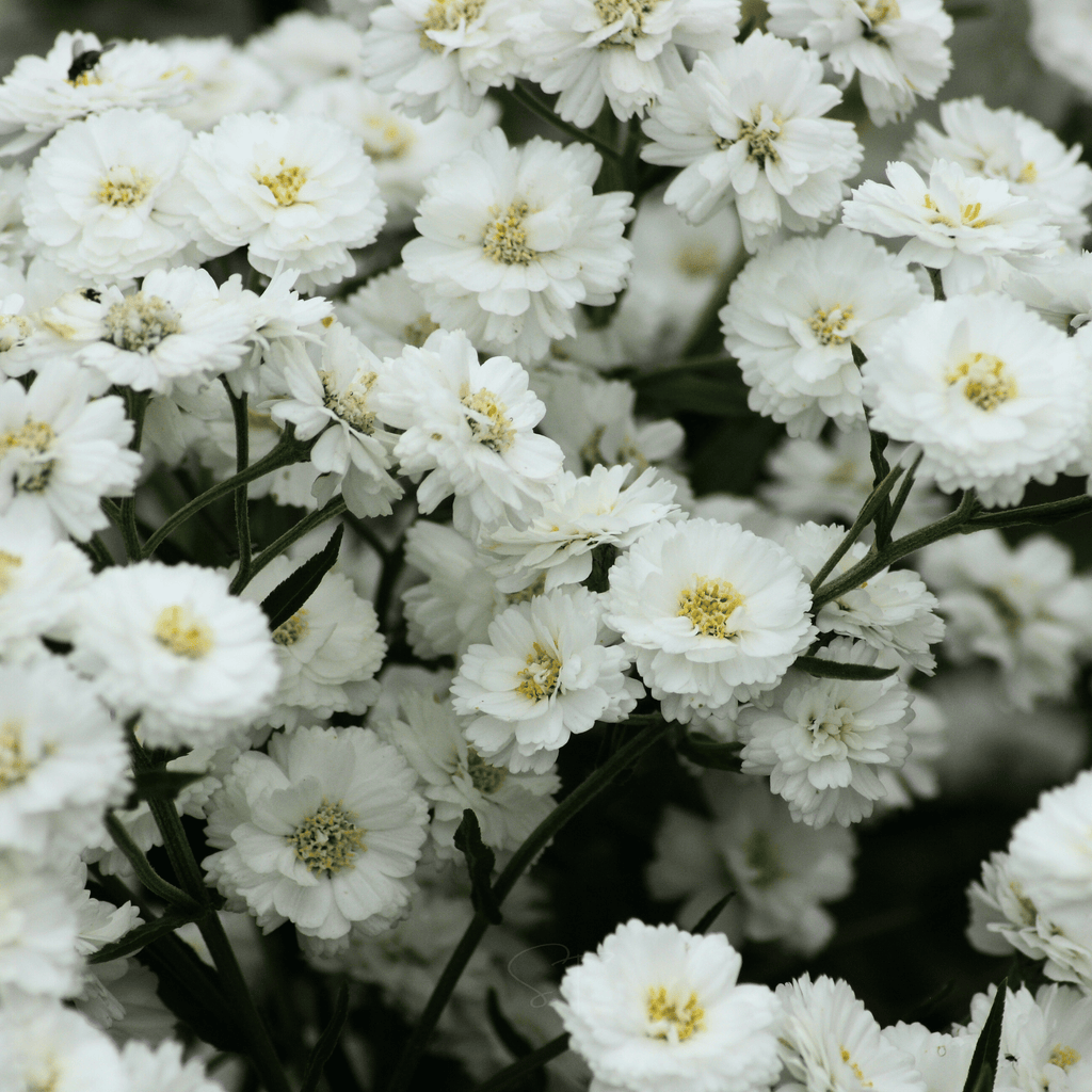 The Pearl Yarrow – 100 Seeds Southern Seeds