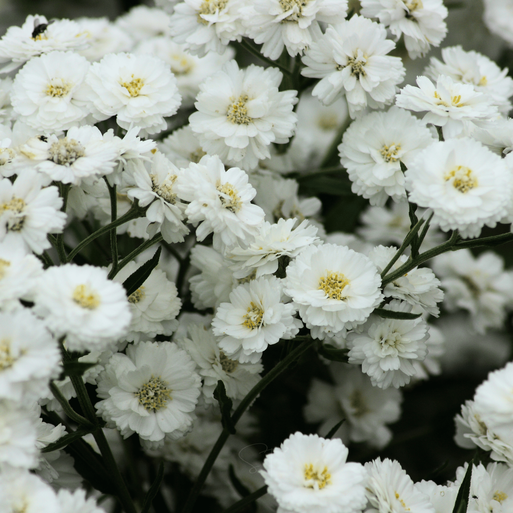 The Pearl Yarrow – 100 Seeds Southern Seeds