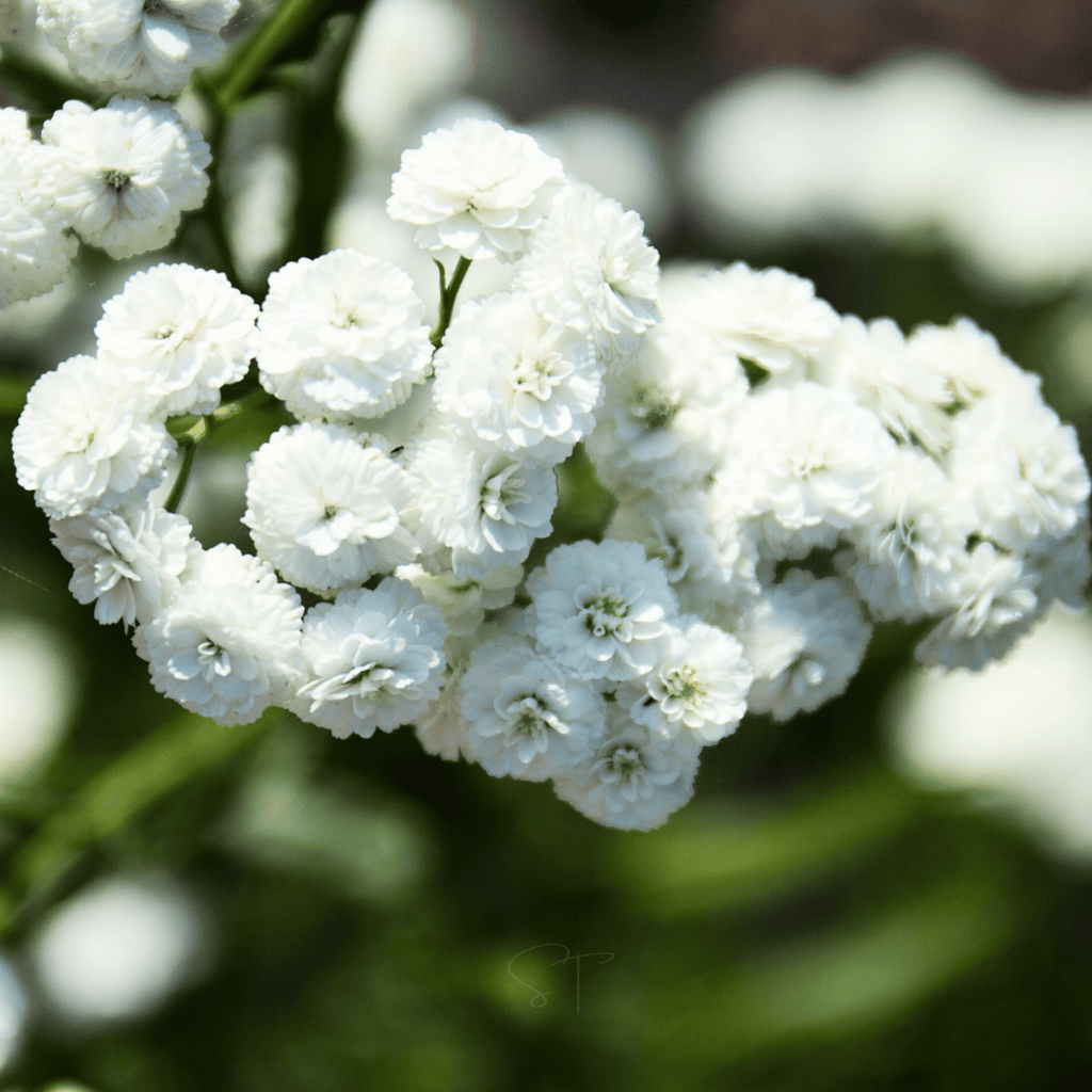 The Pearl Yarrow – 100 Seeds Southern Seeds