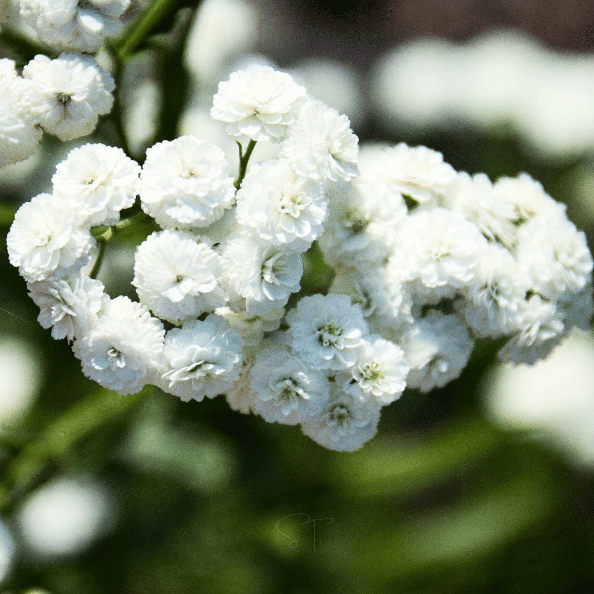 The Pearl Yarrow – 100 Seeds Southern Seeds