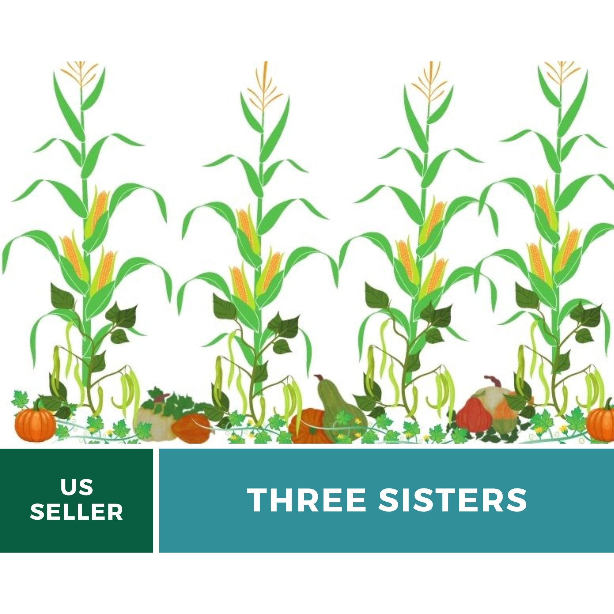 Three Sisters Seed Collection – Native American Farming – Corn, Bean, Squash Southern Seeds