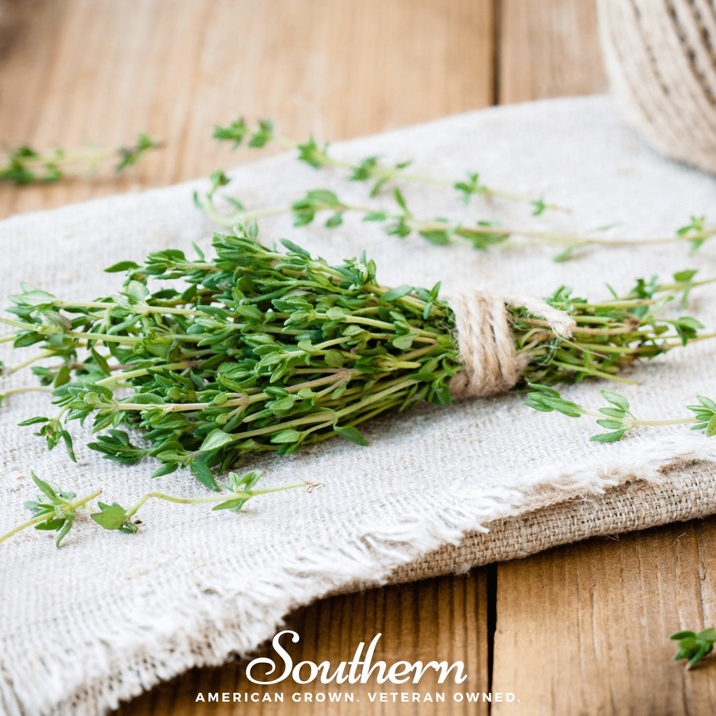 Common Thyme – 250 Seeds Southern Seeds