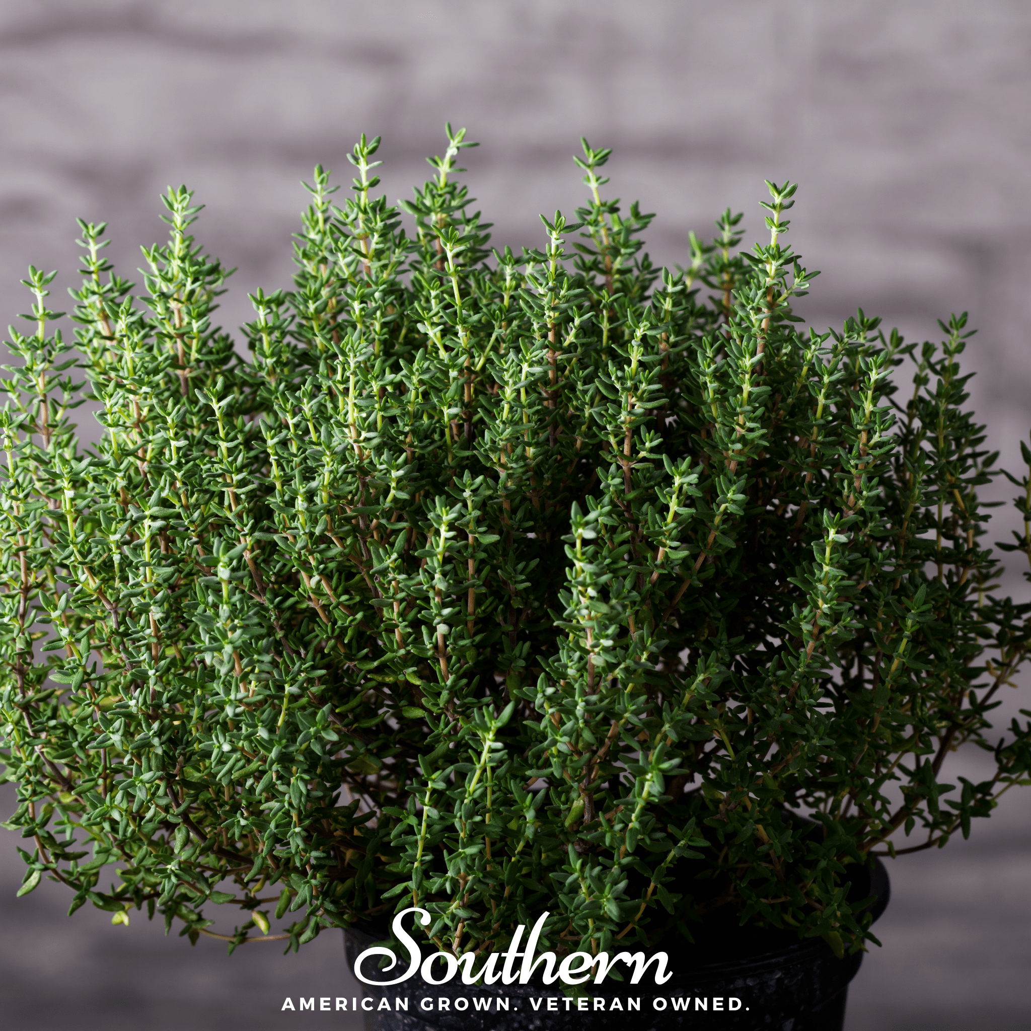 Common Thyme – 250 Seeds Southern Seeds