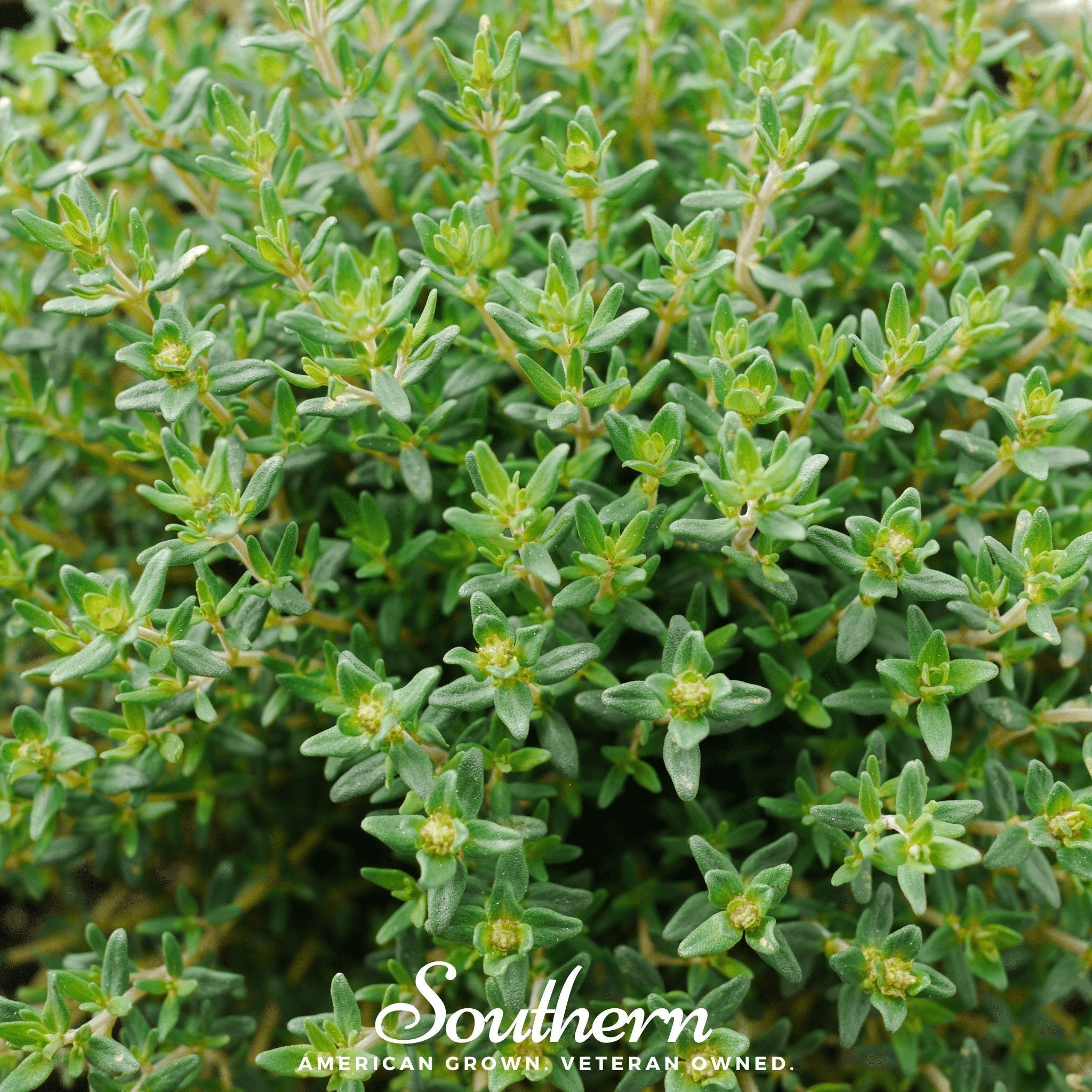 Common Thyme – 250 Seeds Southern Seeds