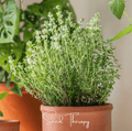 German Winter Thyme – 200 Seeds Southern Seeds