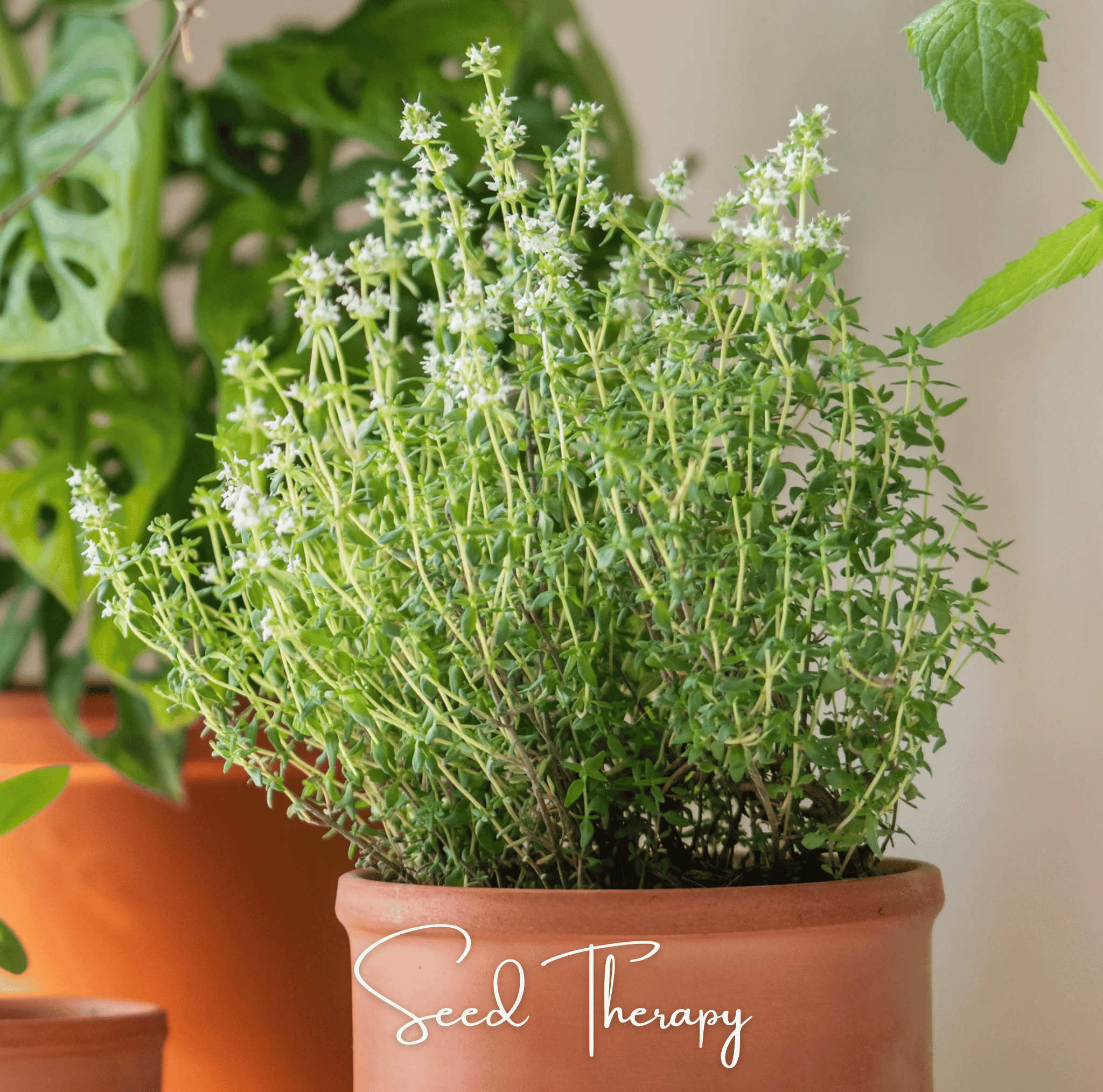 German Winter Thyme – 200 Seeds Southern Seeds