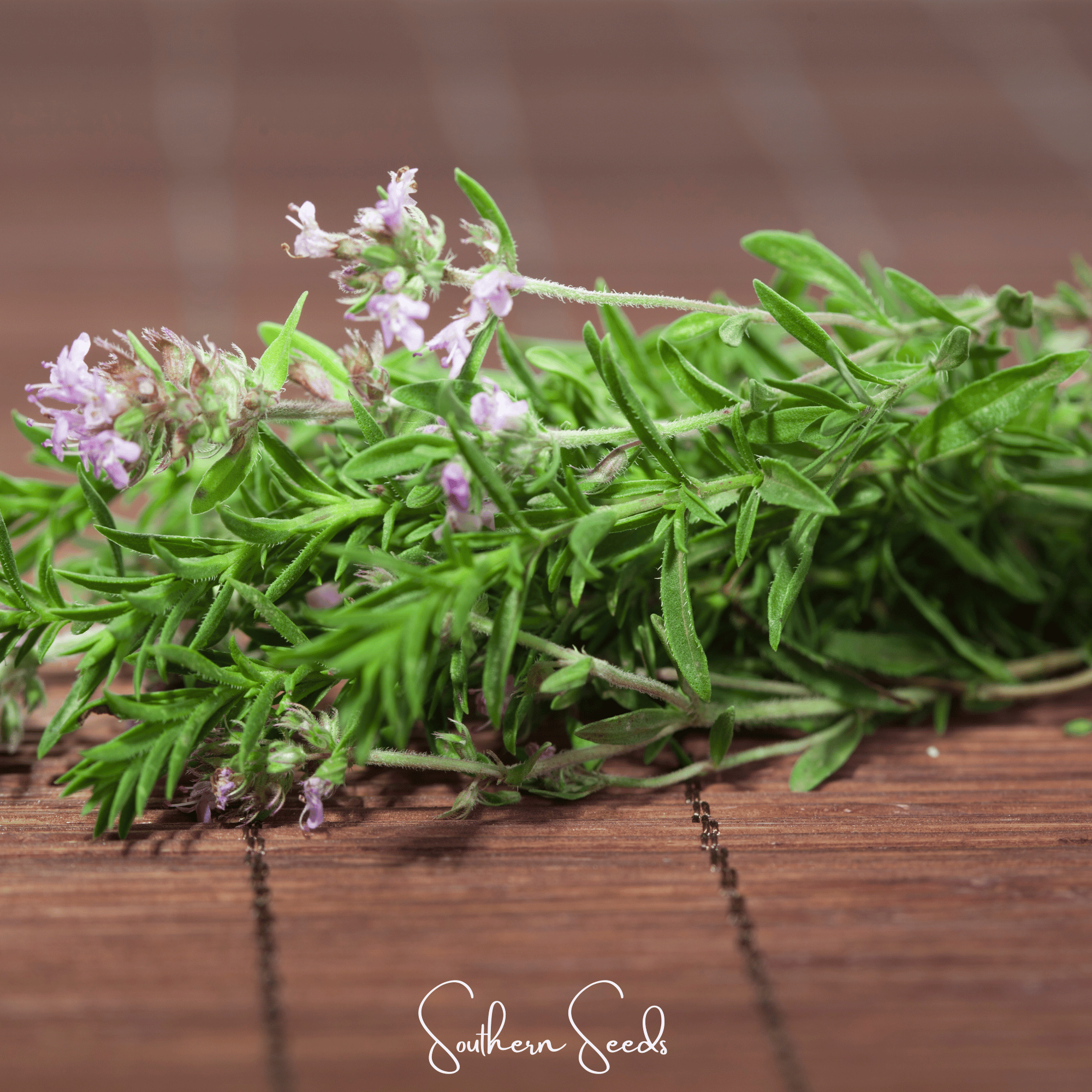 German Winter Thyme – 200 Seeds Southern Seeds
