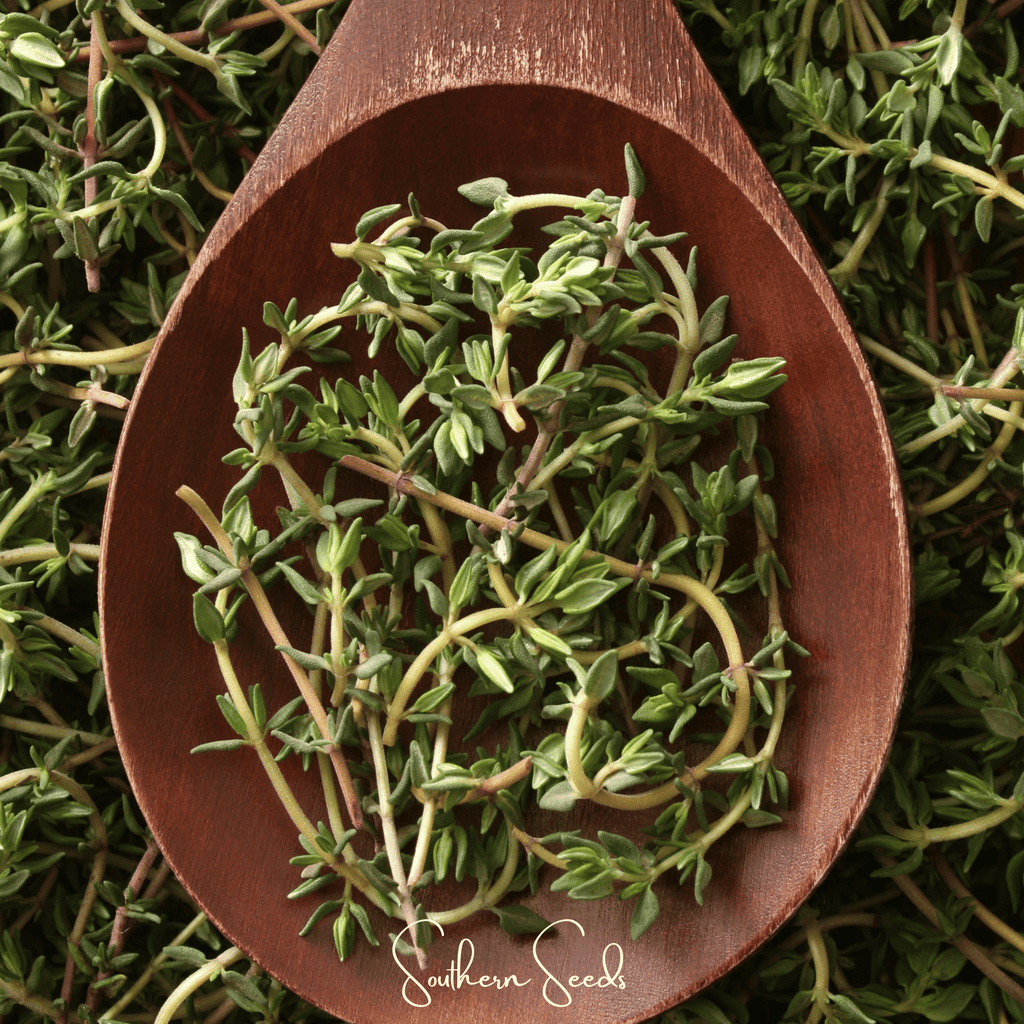 German Winter Thyme – 200 Seeds Southern Seeds
