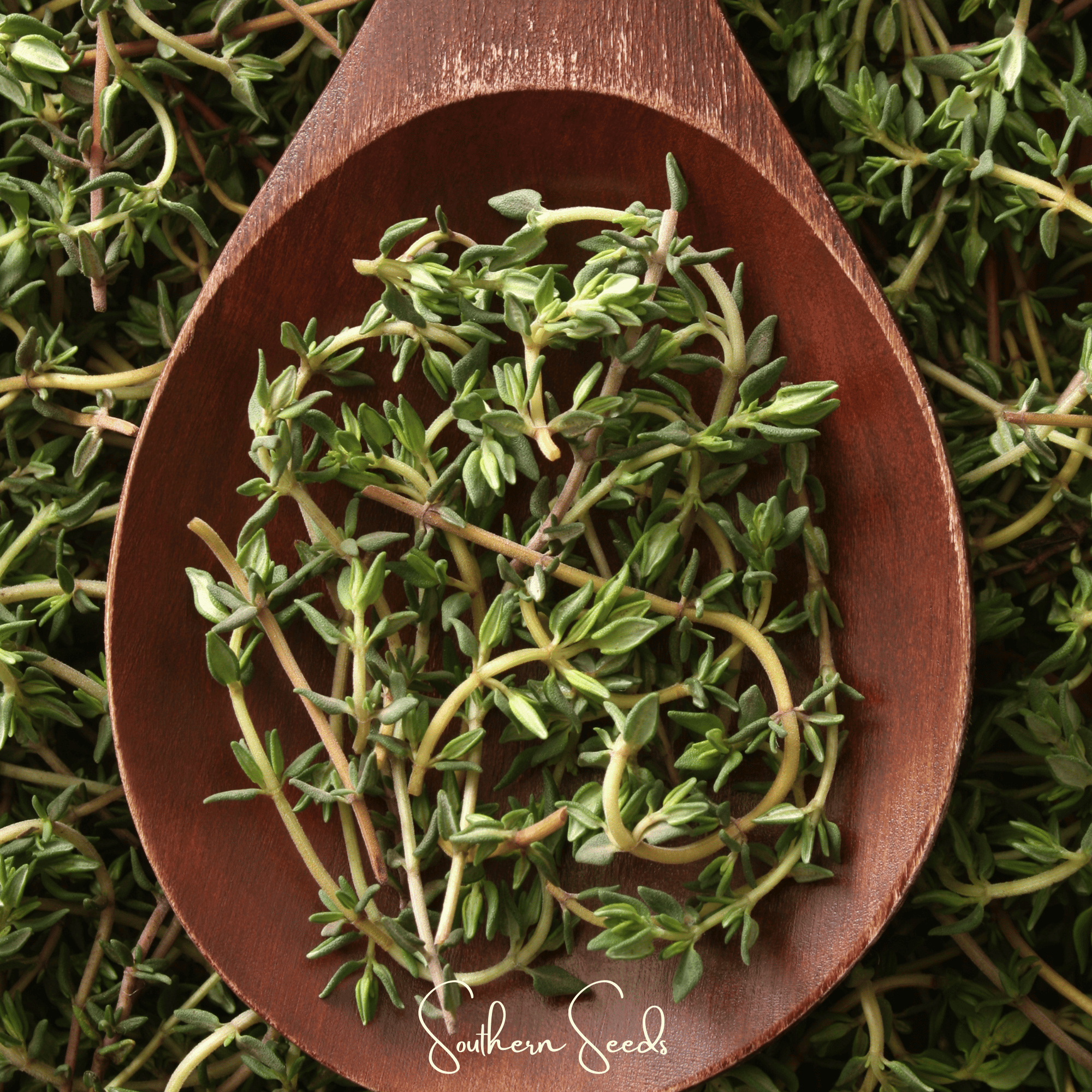 German Winter Thyme – 200 Seeds Southern Seeds