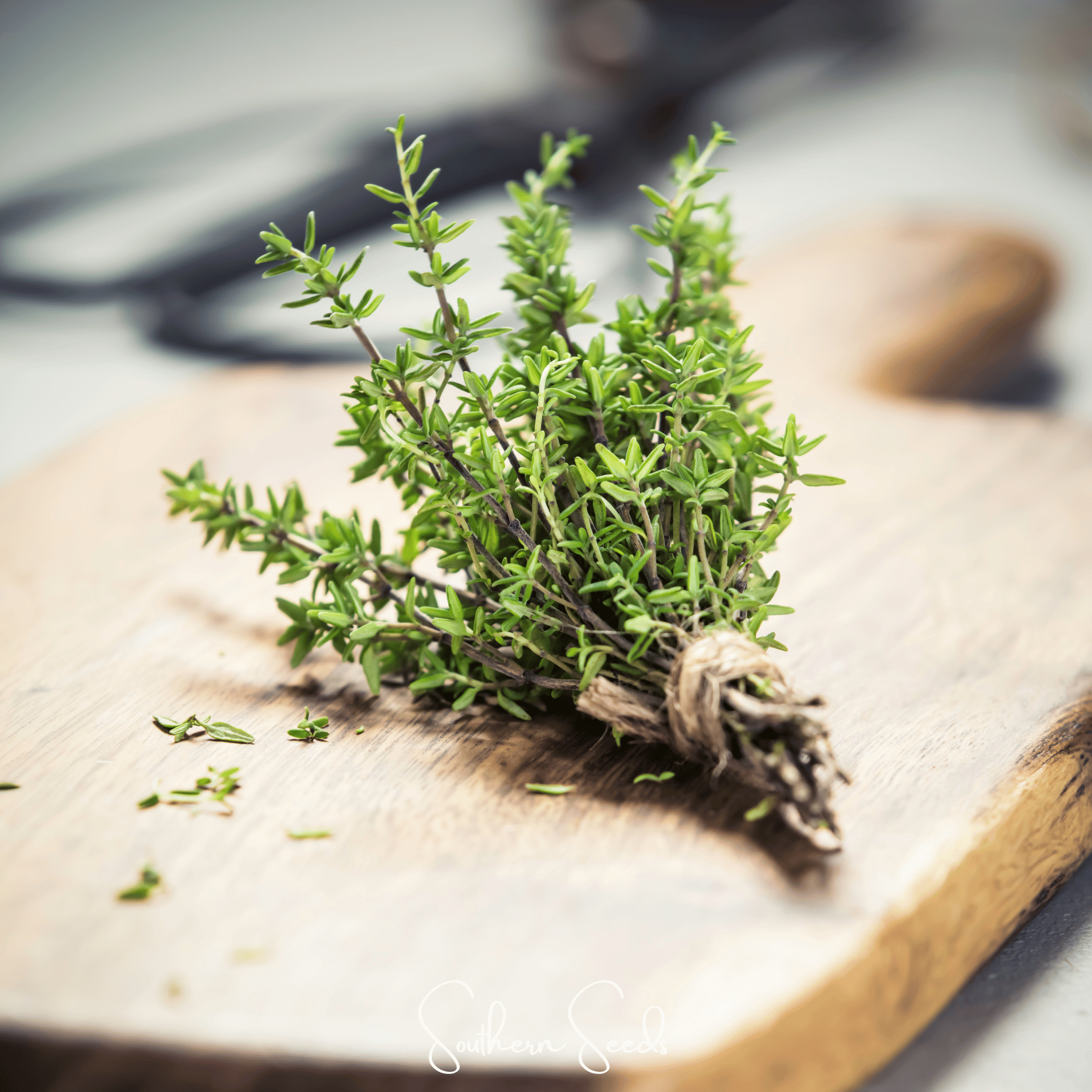 German Winter Thyme – 200 Seeds Southern Seeds
