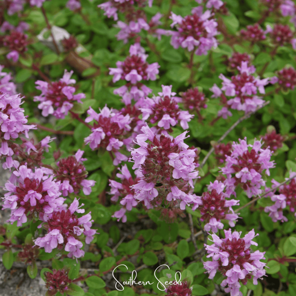 Lemon Thyme – 250 Seeds Southern Seeds