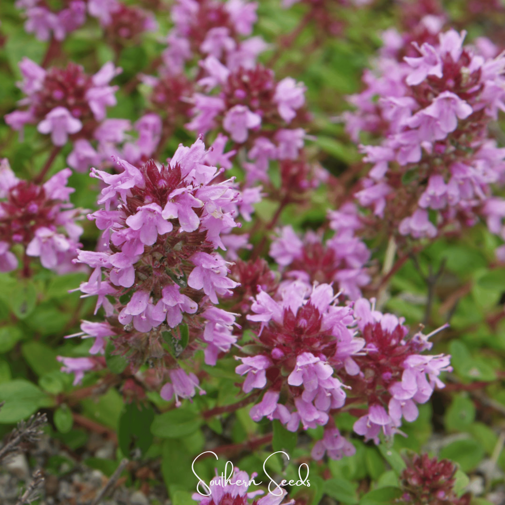 Lemon Thyme – 250 Seeds Southern Seeds