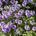 Lemon Thyme – 250 Seeds Southern Seeds
